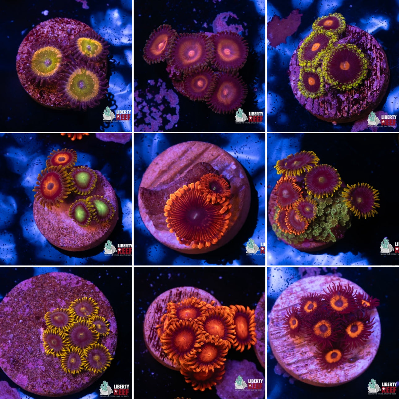Mystery Designer Zoa 4 Pack