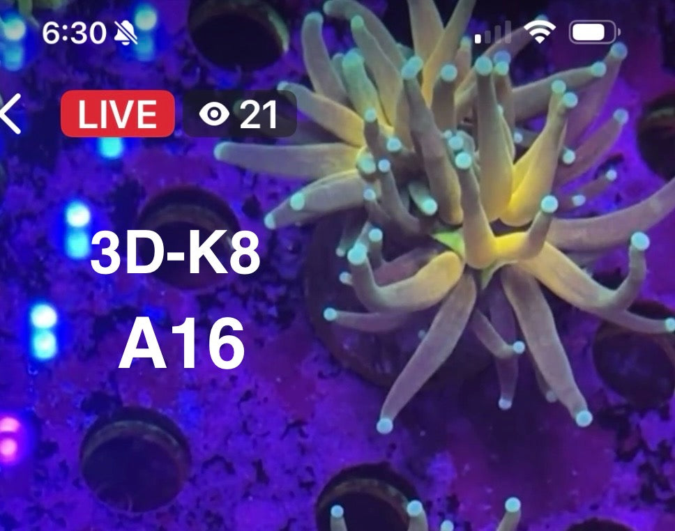 Facebook Live Auctioning