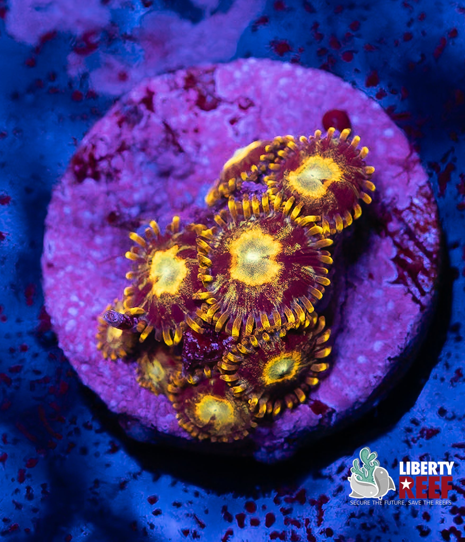 Insane Blueberry Pie Morphs