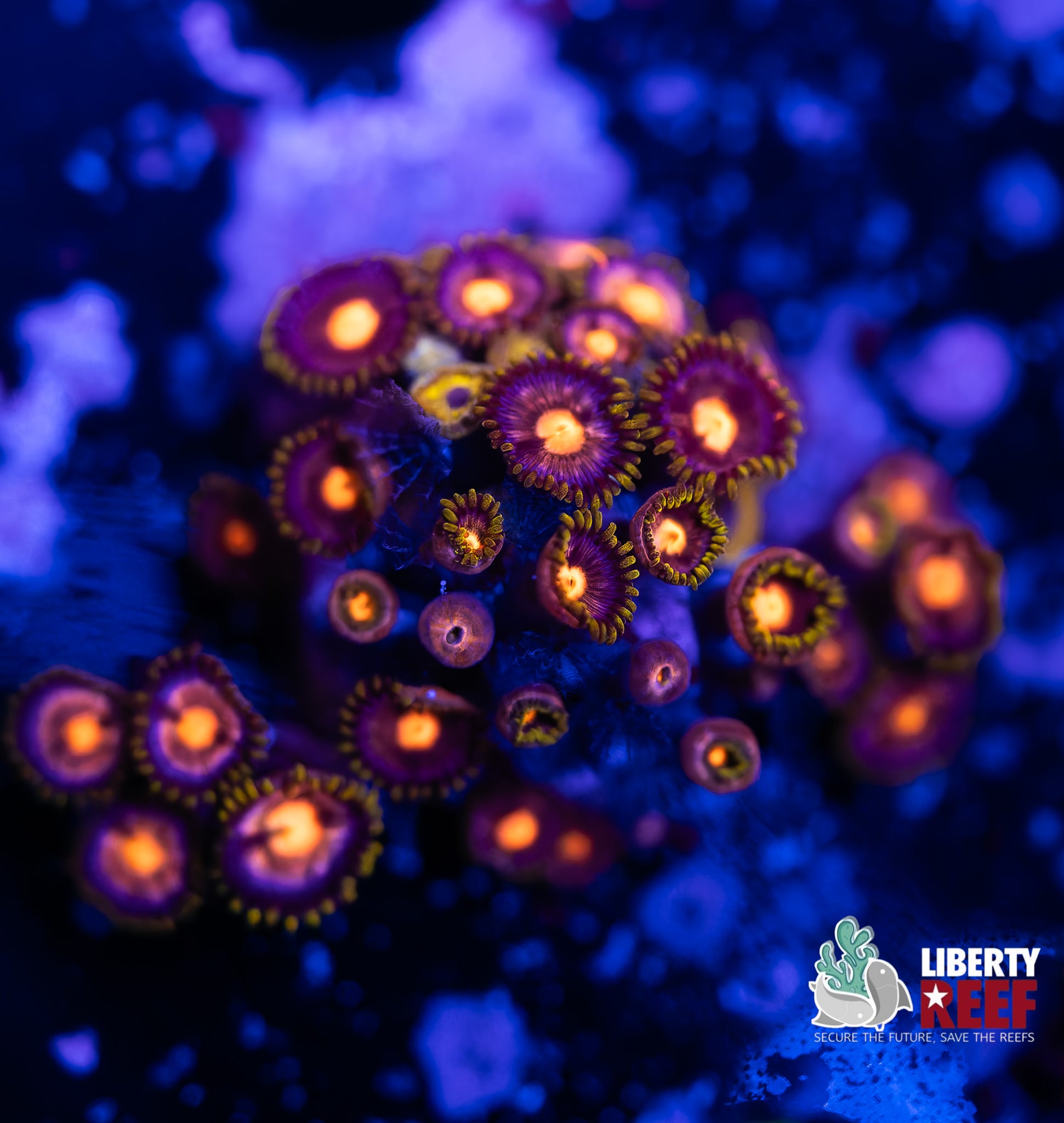 Gorilla Nipples Zoas