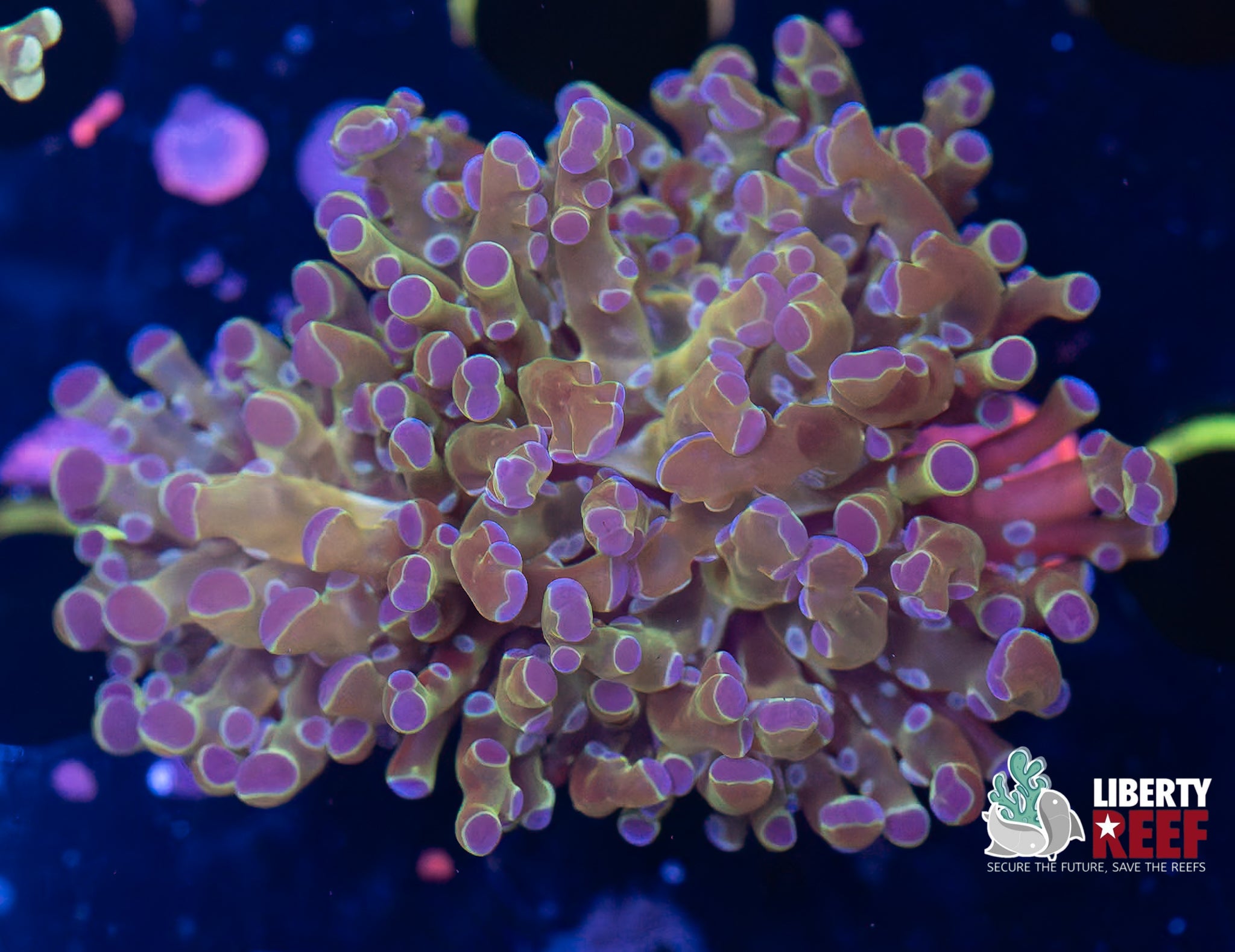Purple Monster Frogspawn
