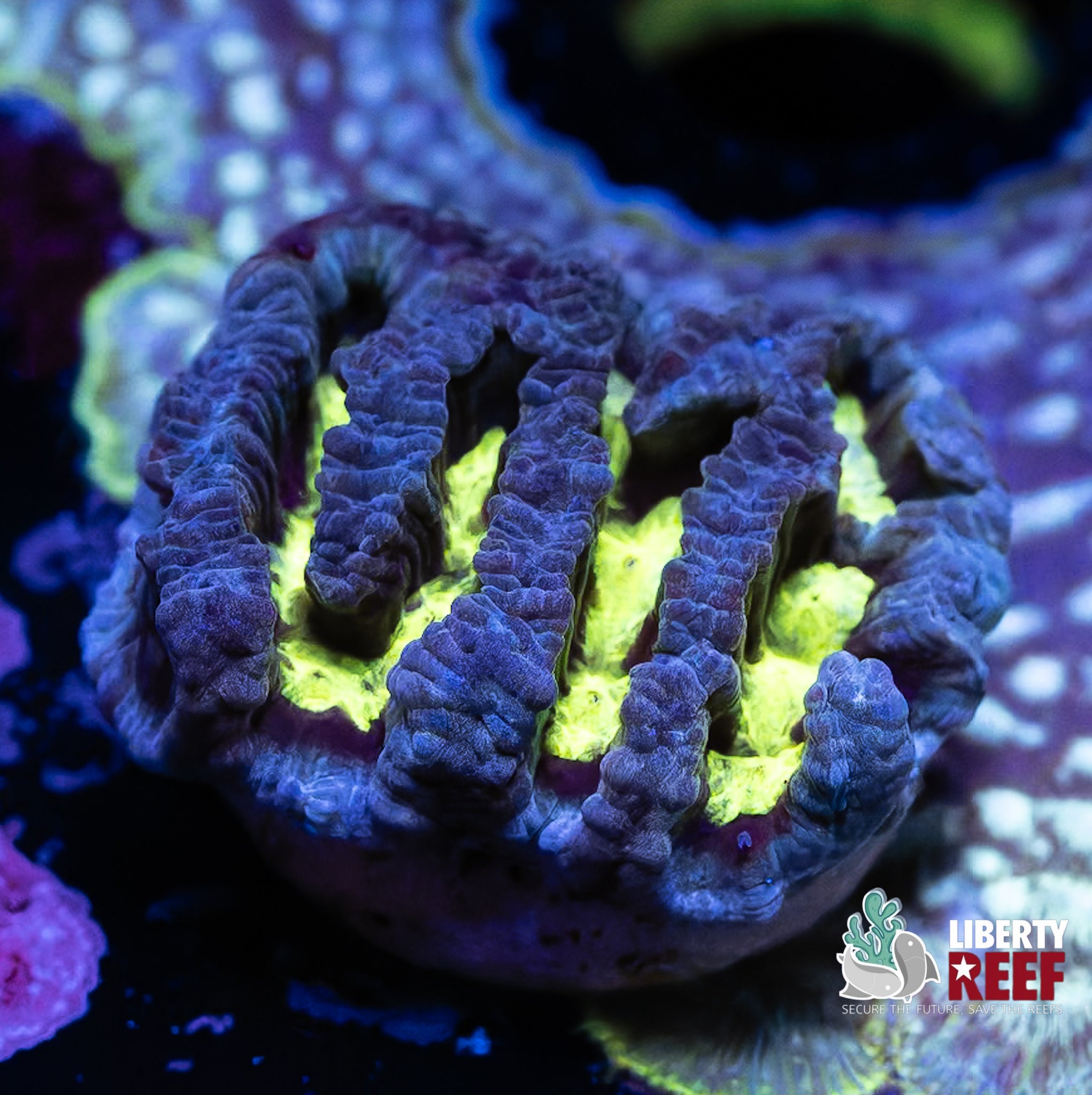 Electric Maze Coral