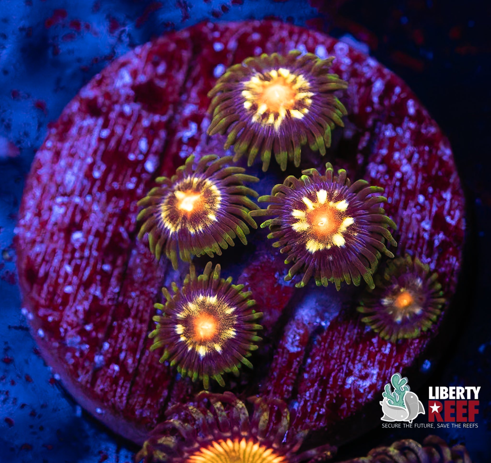 JF Stargazer Zoas