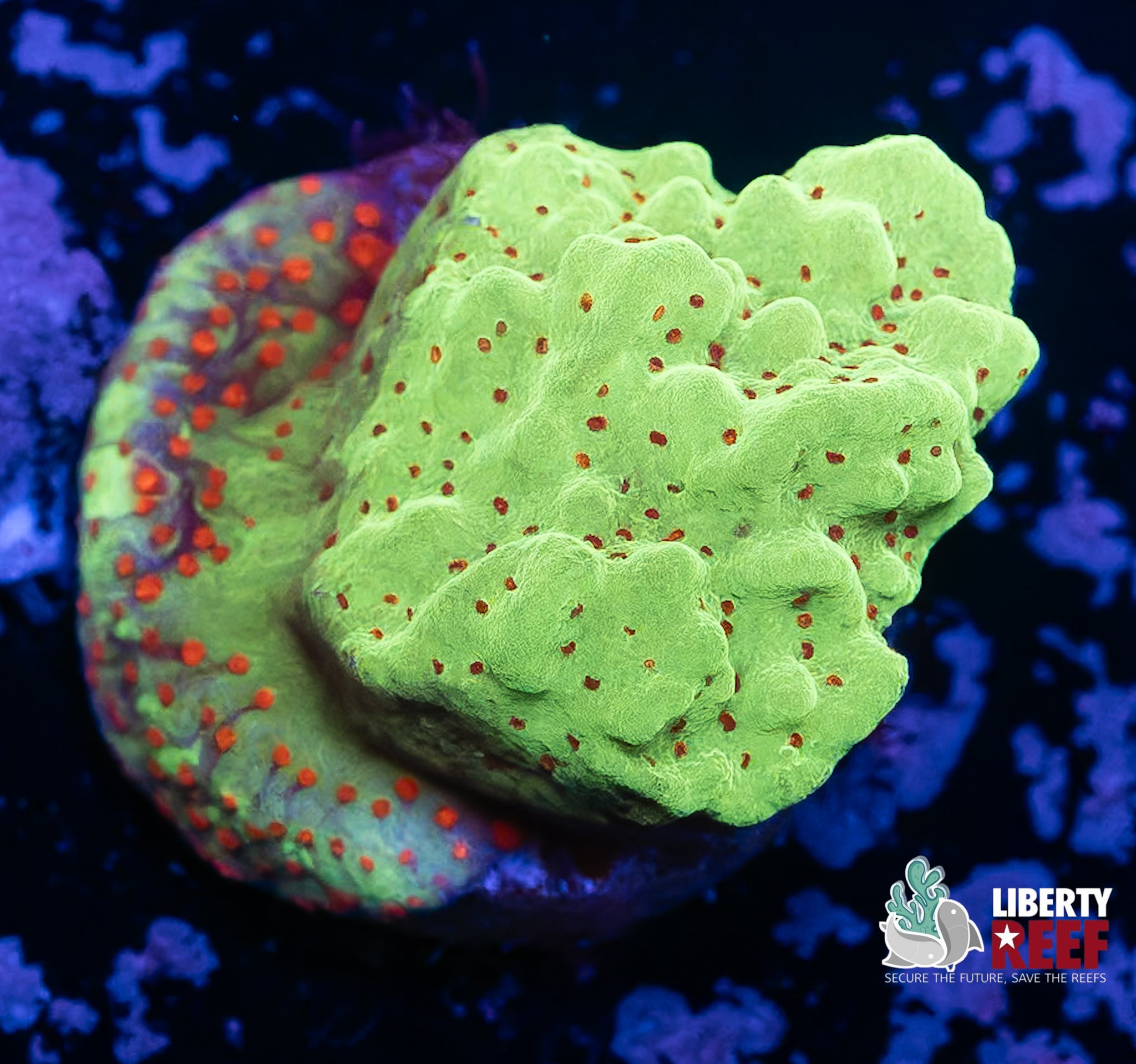 Chili Pepper Montipora