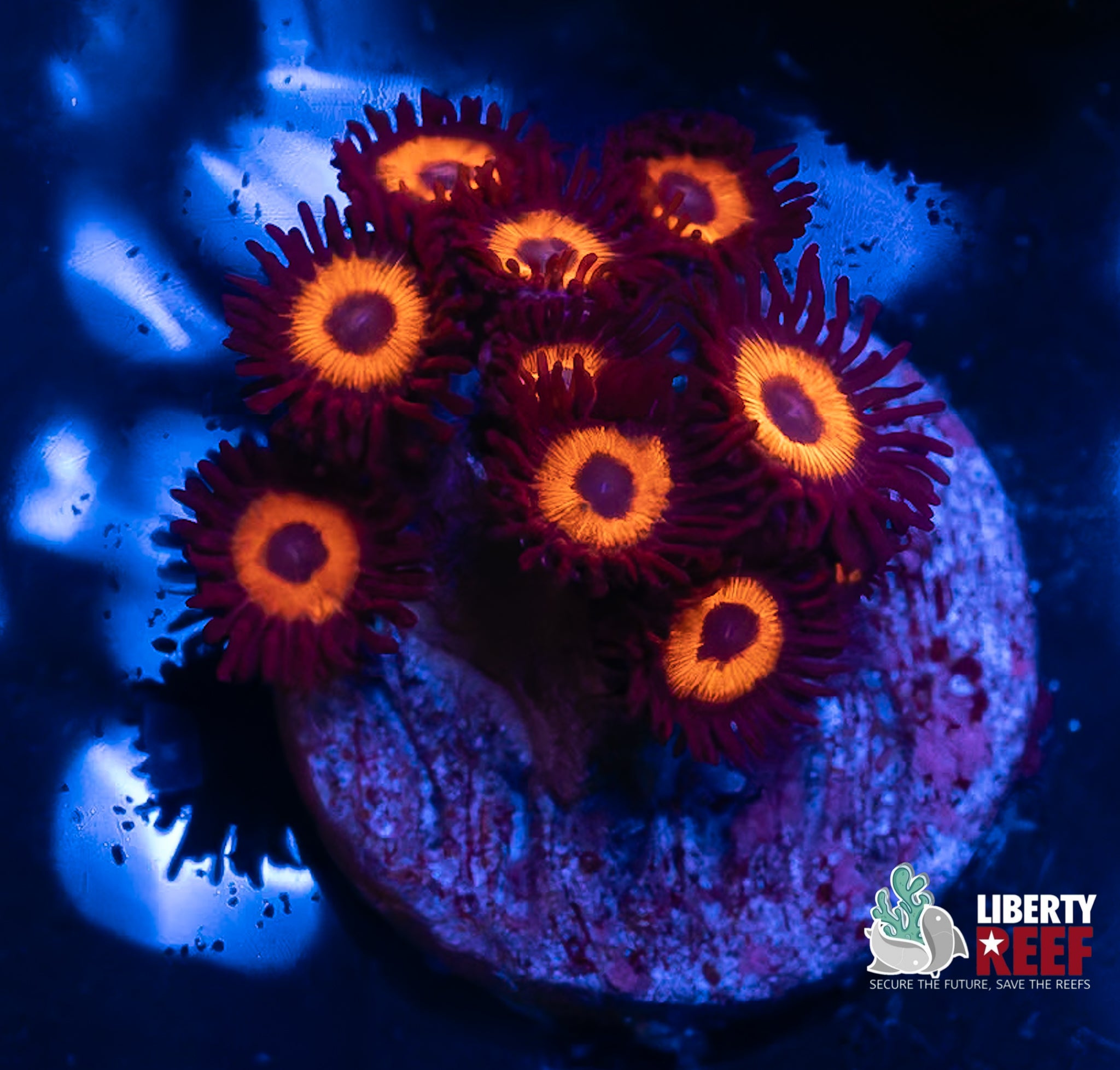 Reverse Bob Marley Zoas