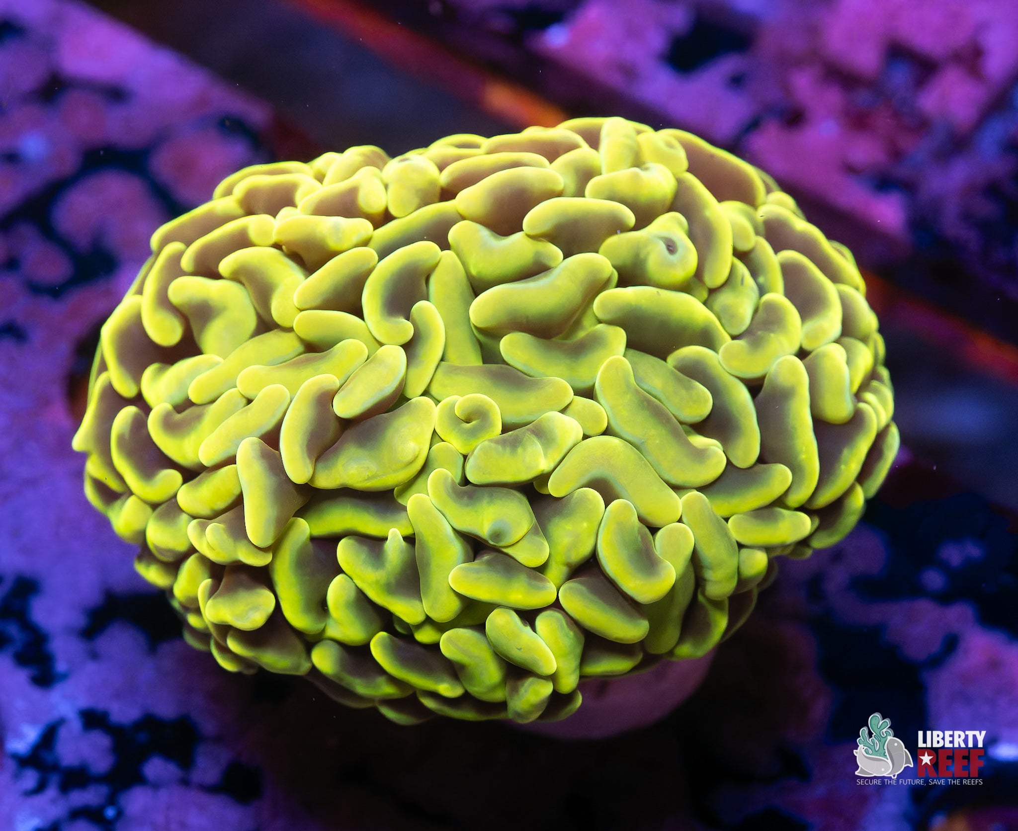 10/31 Online Auction