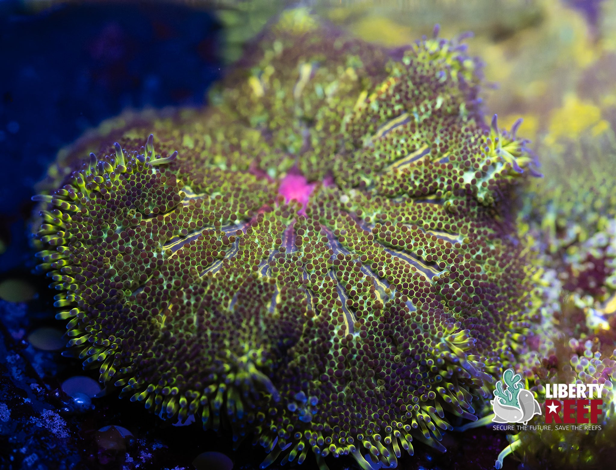 Green Goddess Maxi Mini Carpet Nem