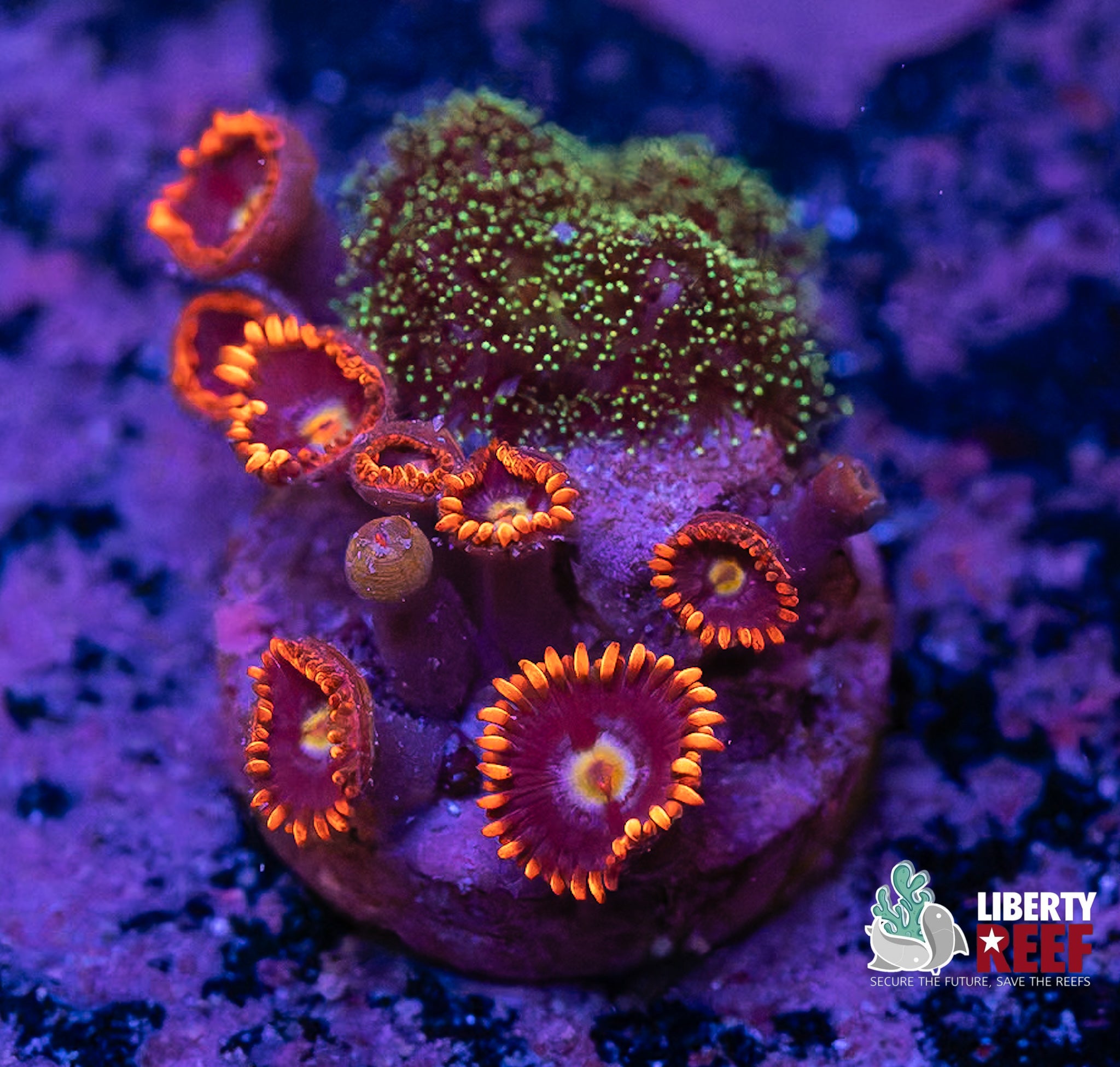 Buckeye Zoas / Pocillopora Combo