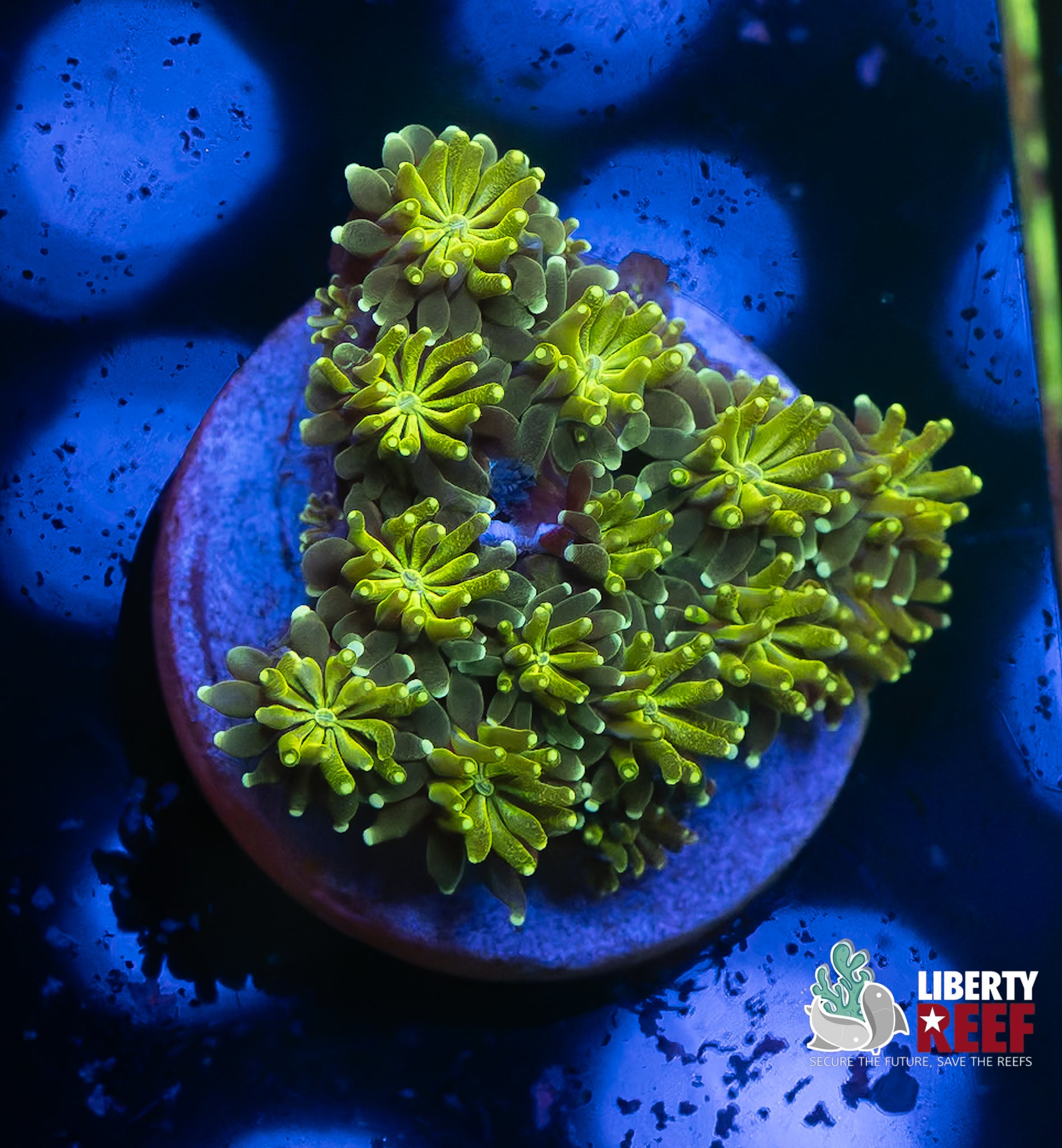 Lemon Lime Galaxea