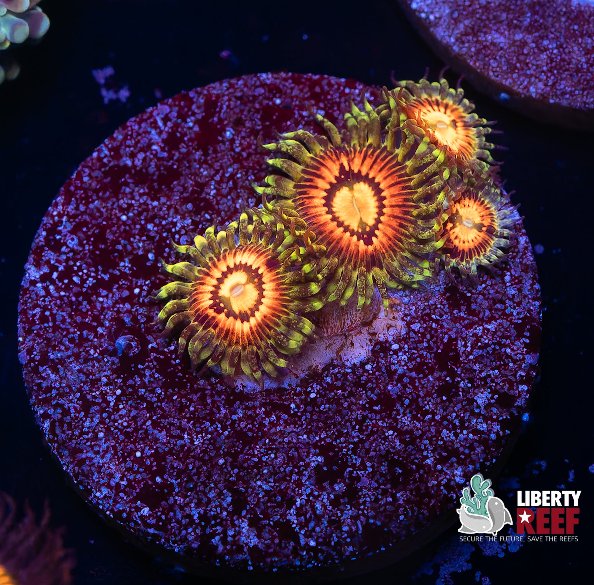 Rainbow Incinerator Zoas