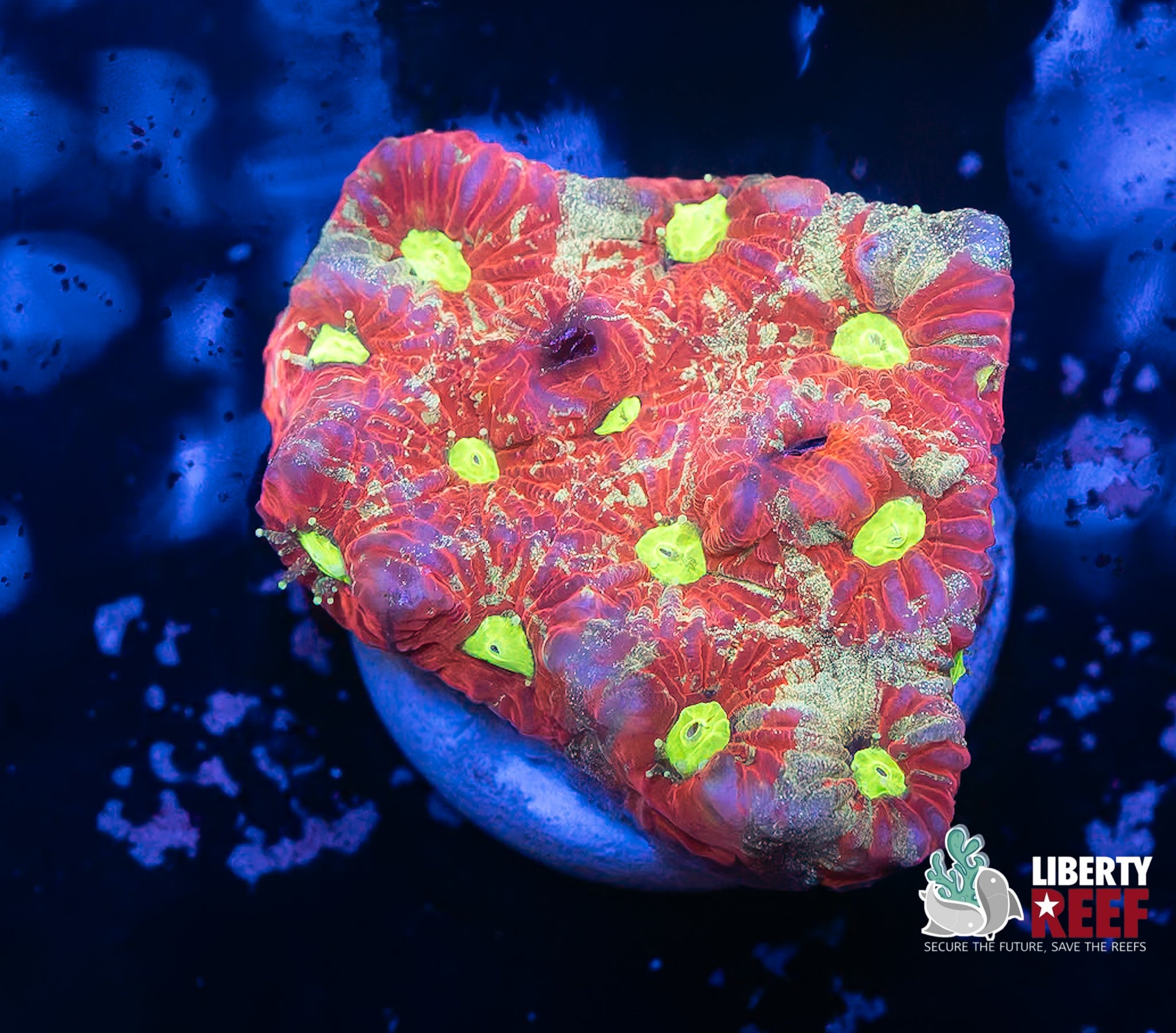 Grafted War Coral