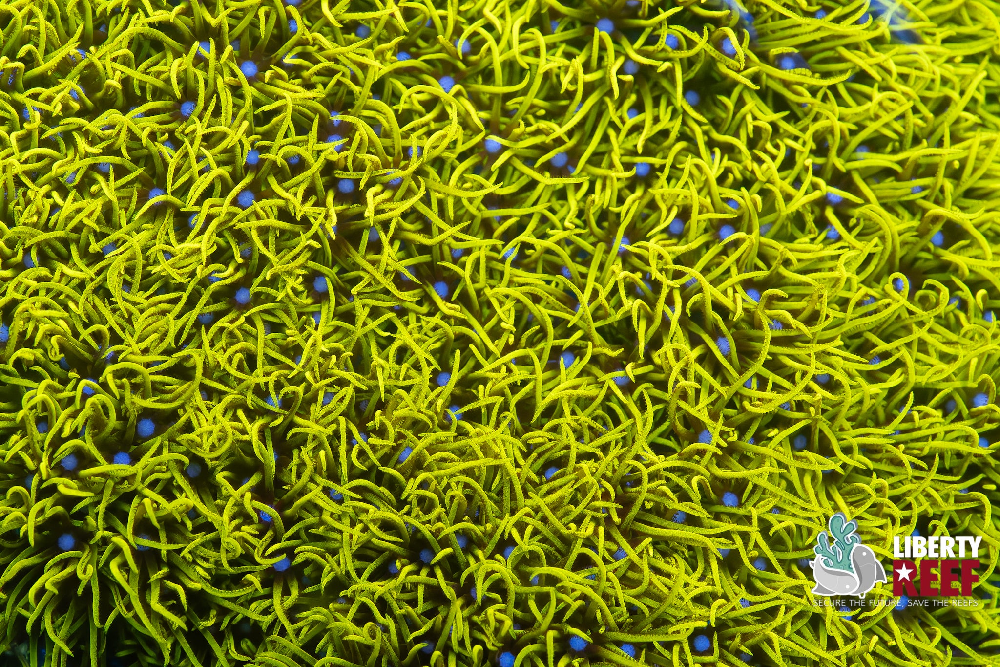 2in Neon Green Star Polyps (GSP)