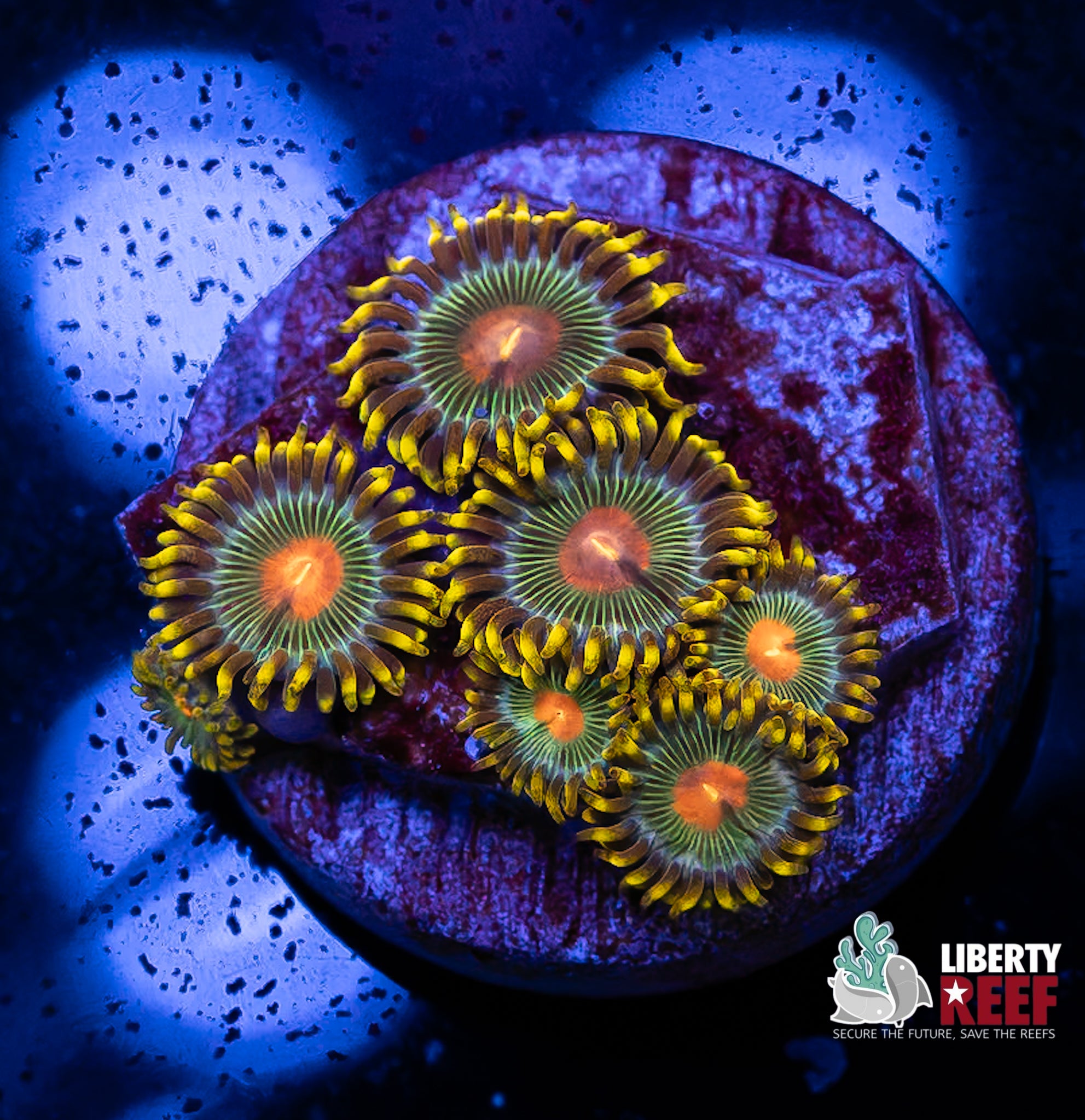 Green Bay Packers Zoas