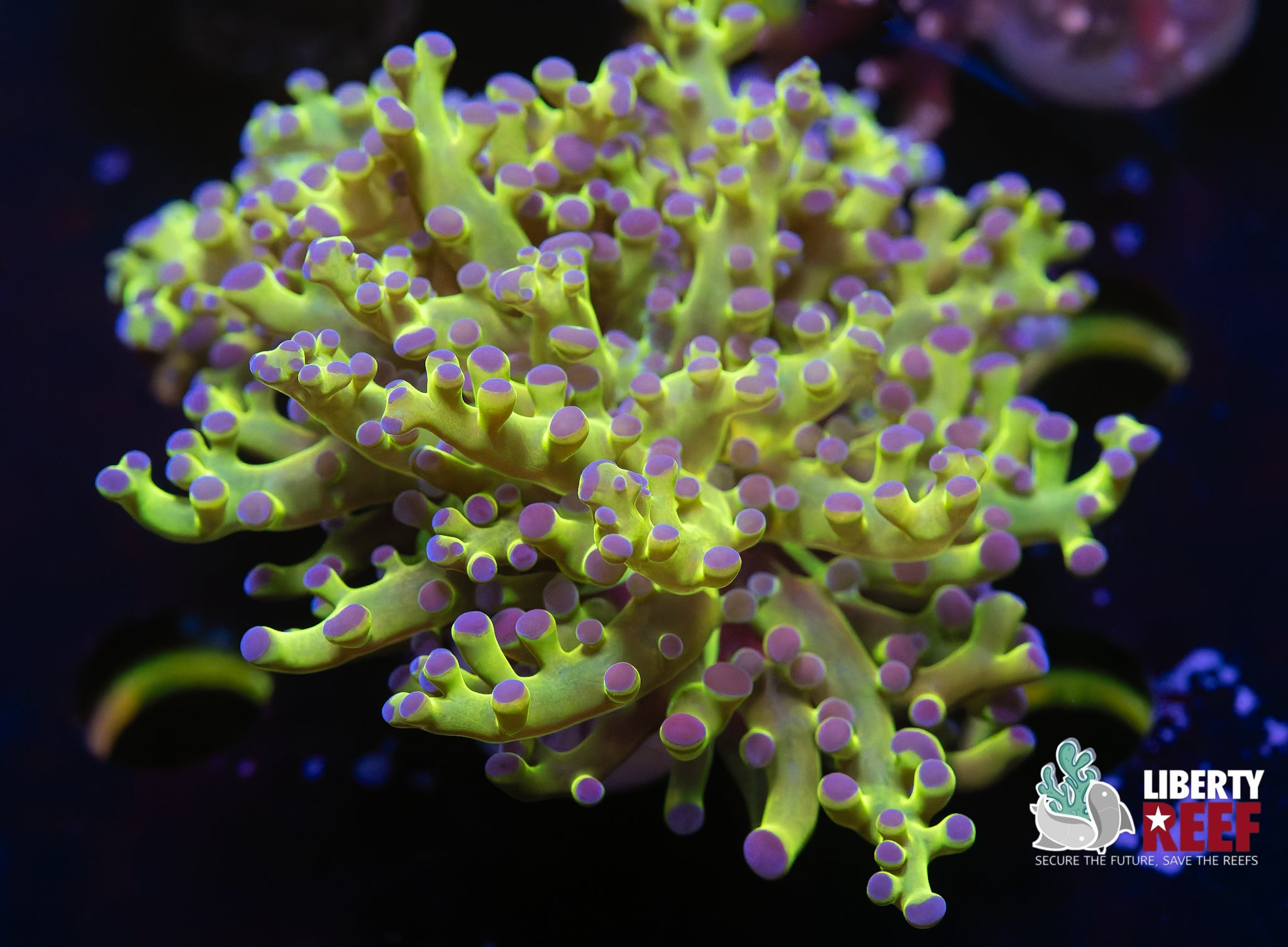 Toxic Frogspawn