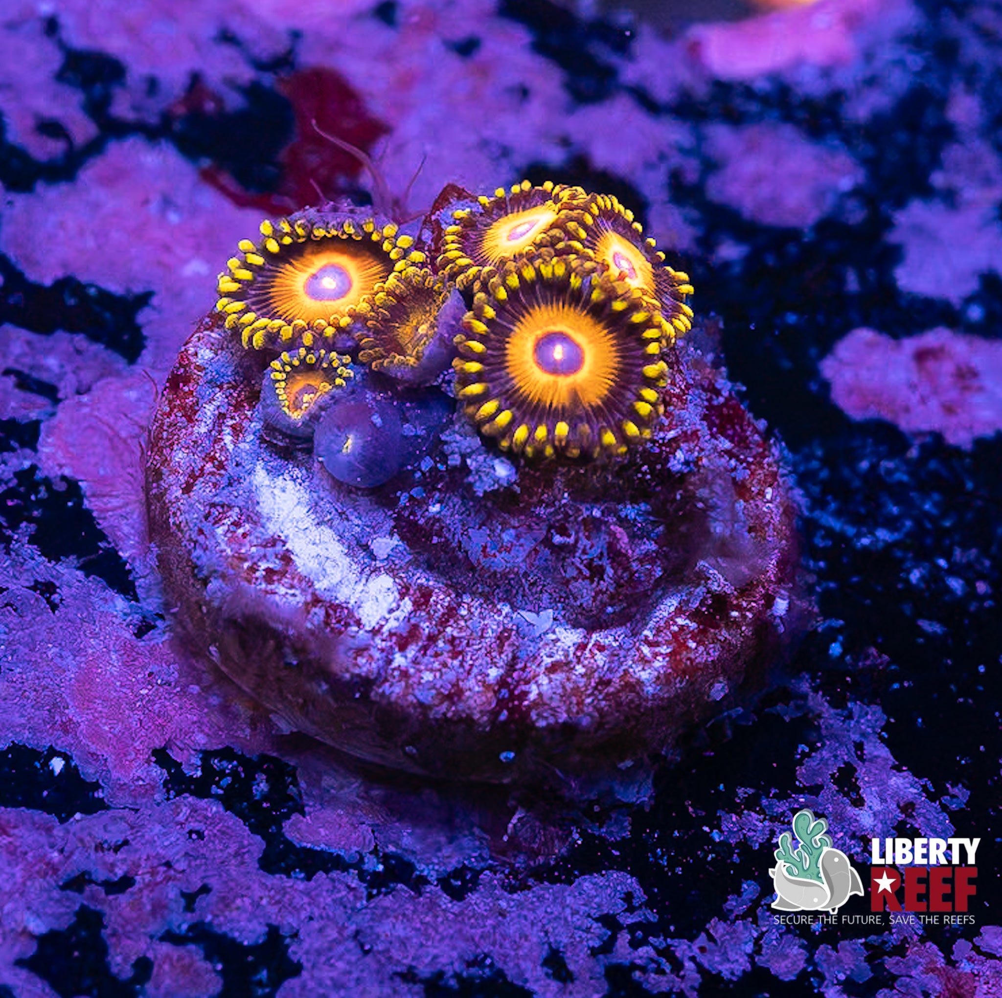 Scrambled Egg Zoas