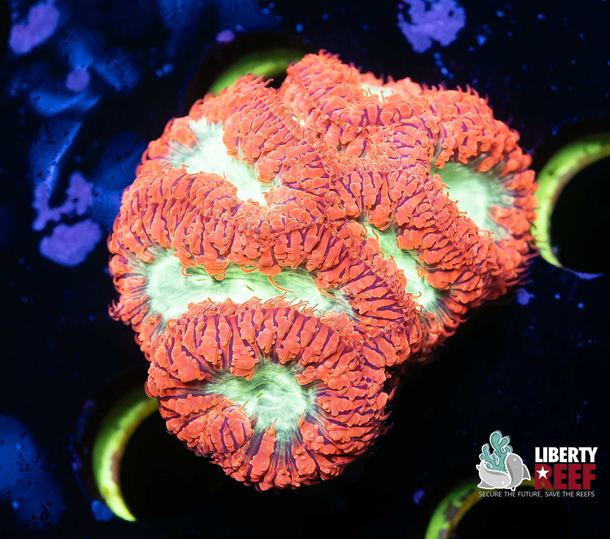 Neon Green & Red Blasto Mini Colony