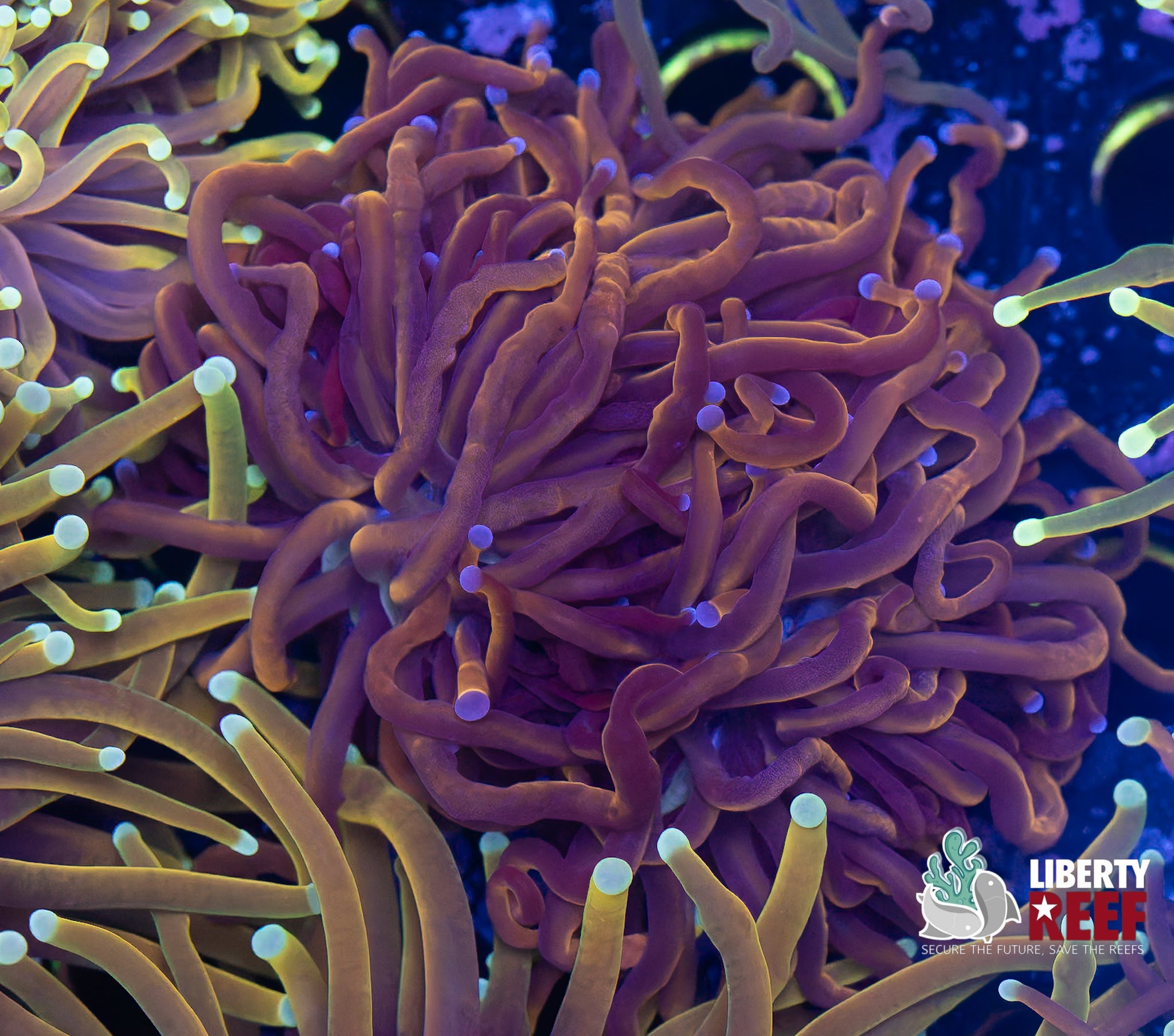 Double NY Knicks Torch