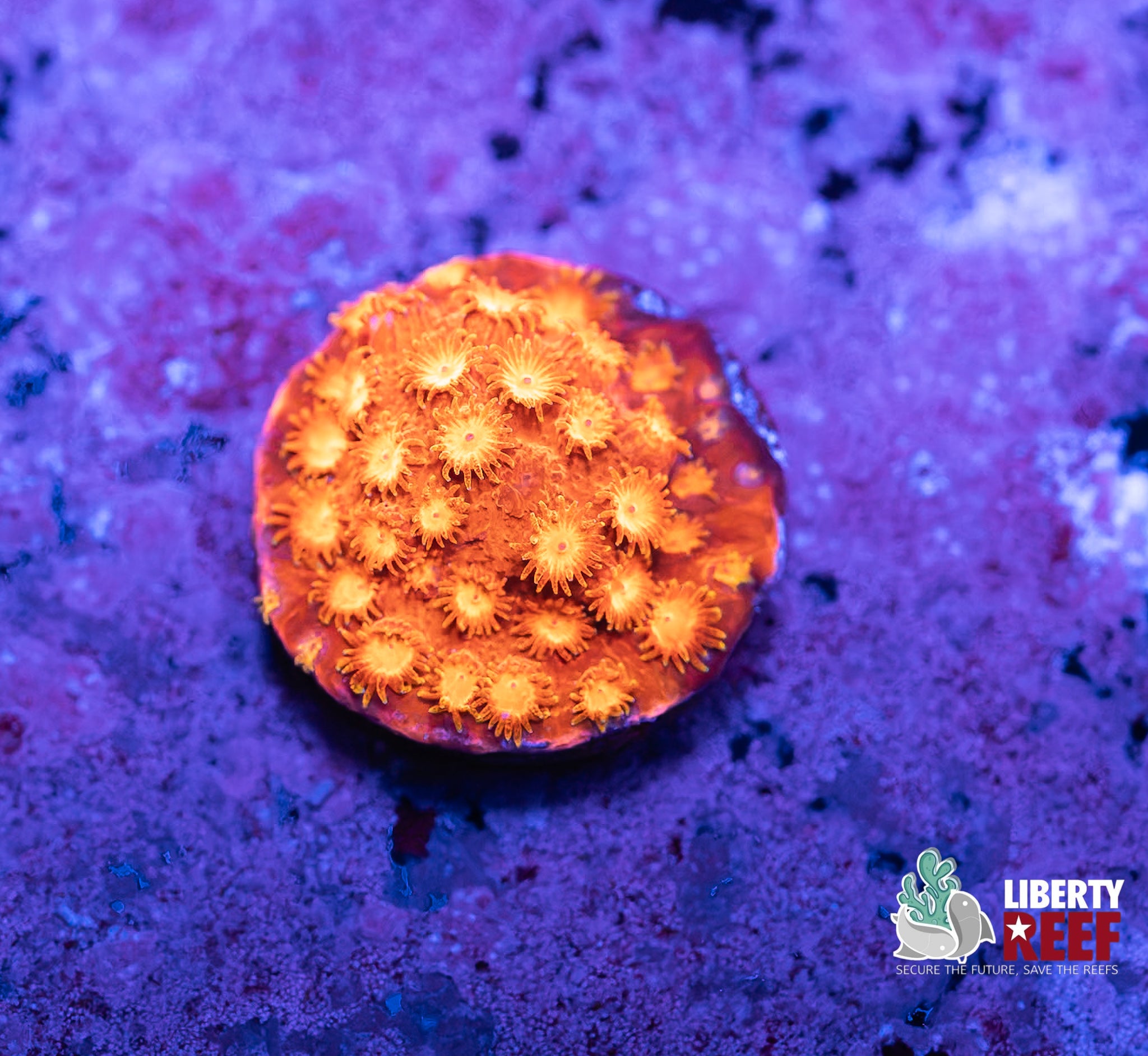 Sunset Cyphastrea