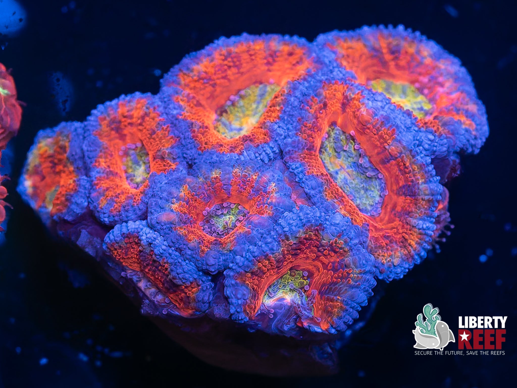 Insane Rainbow Acan Mini Colony