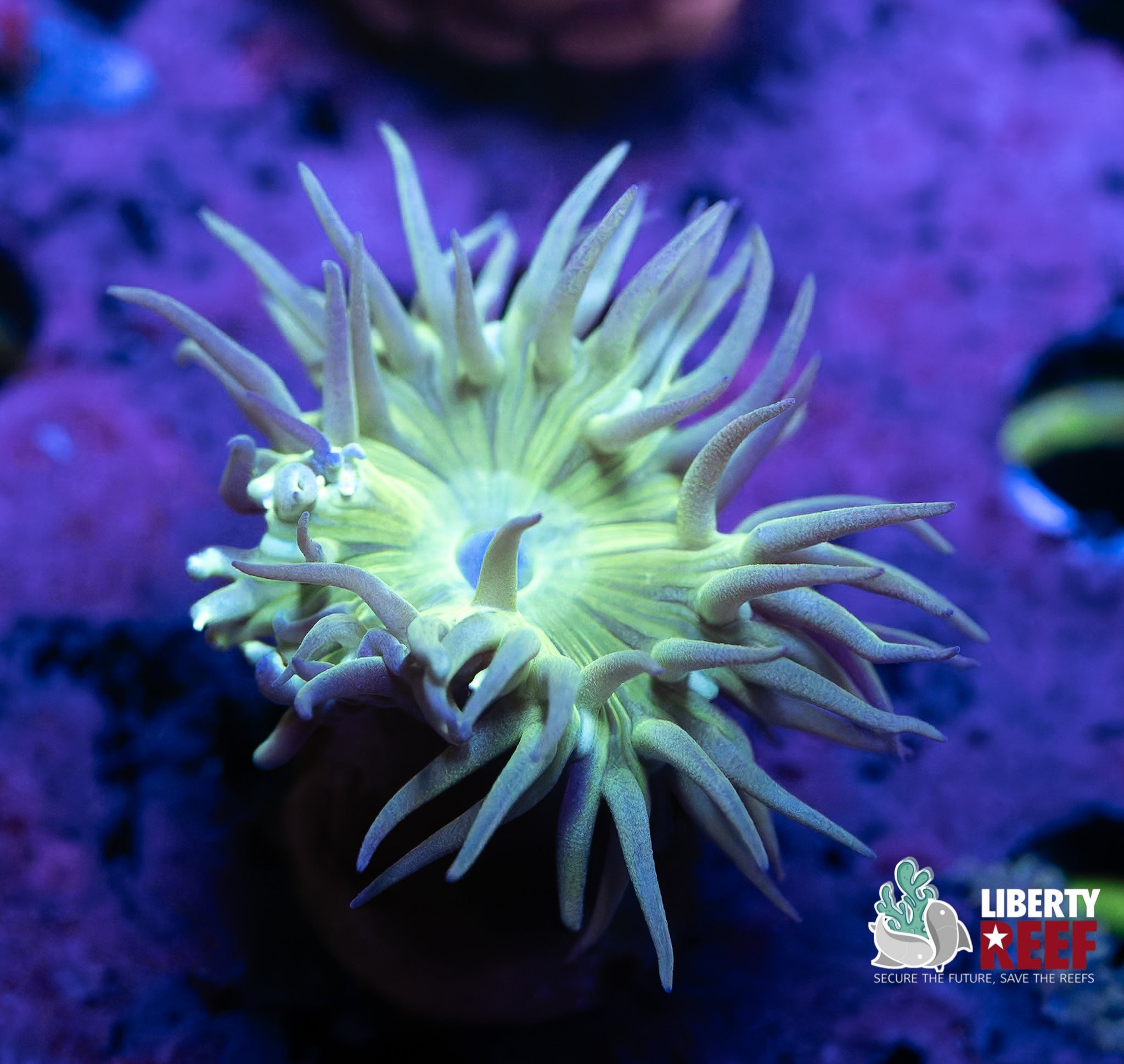 Single Green Duncan