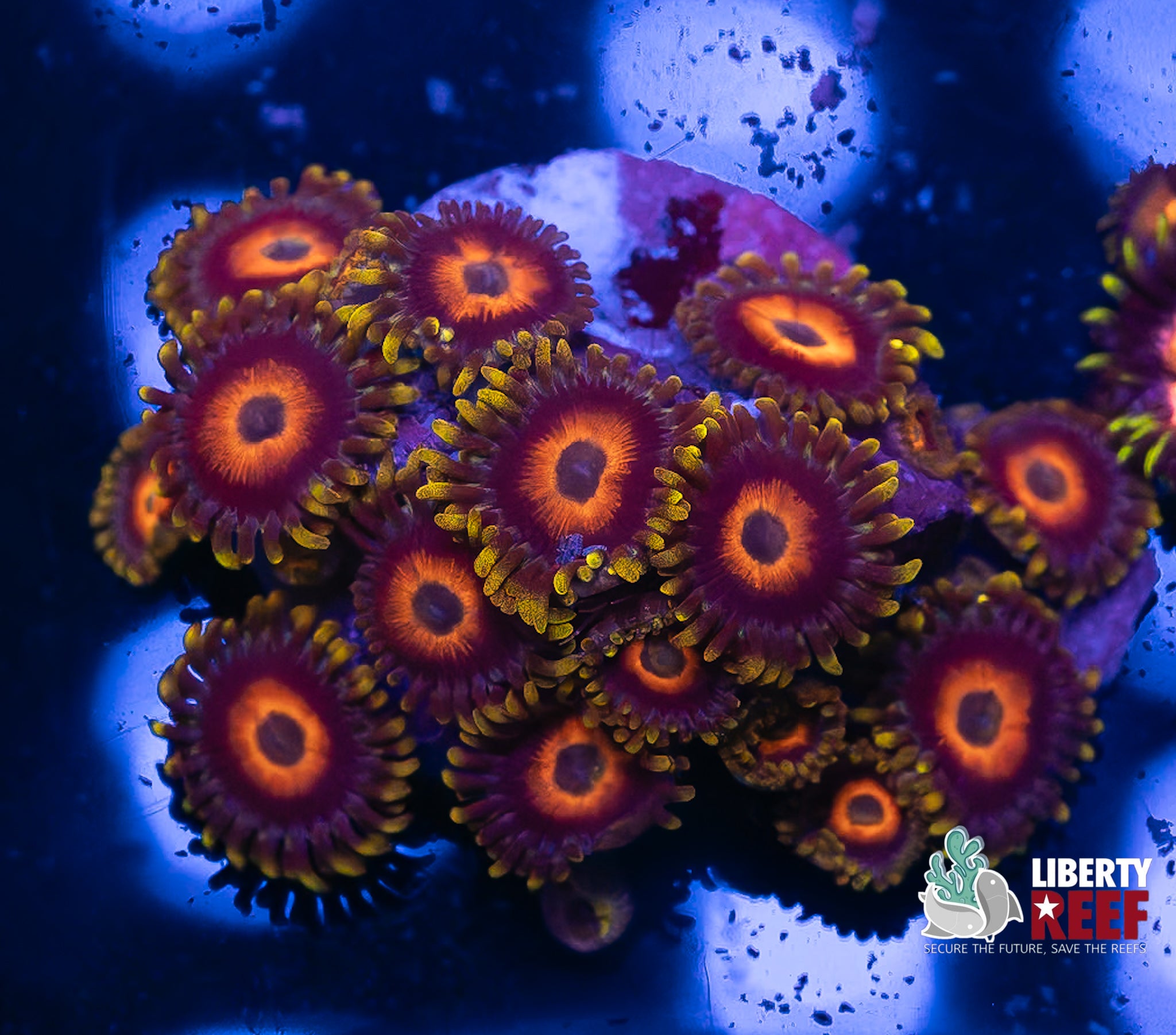 Eagle Eye Zoas