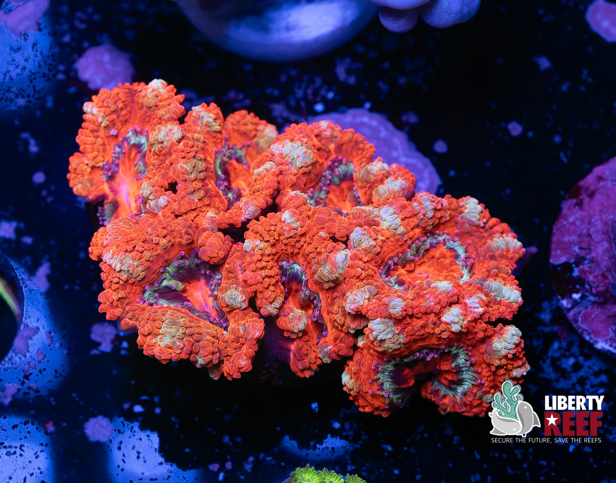Candy Cane Acan Chunk