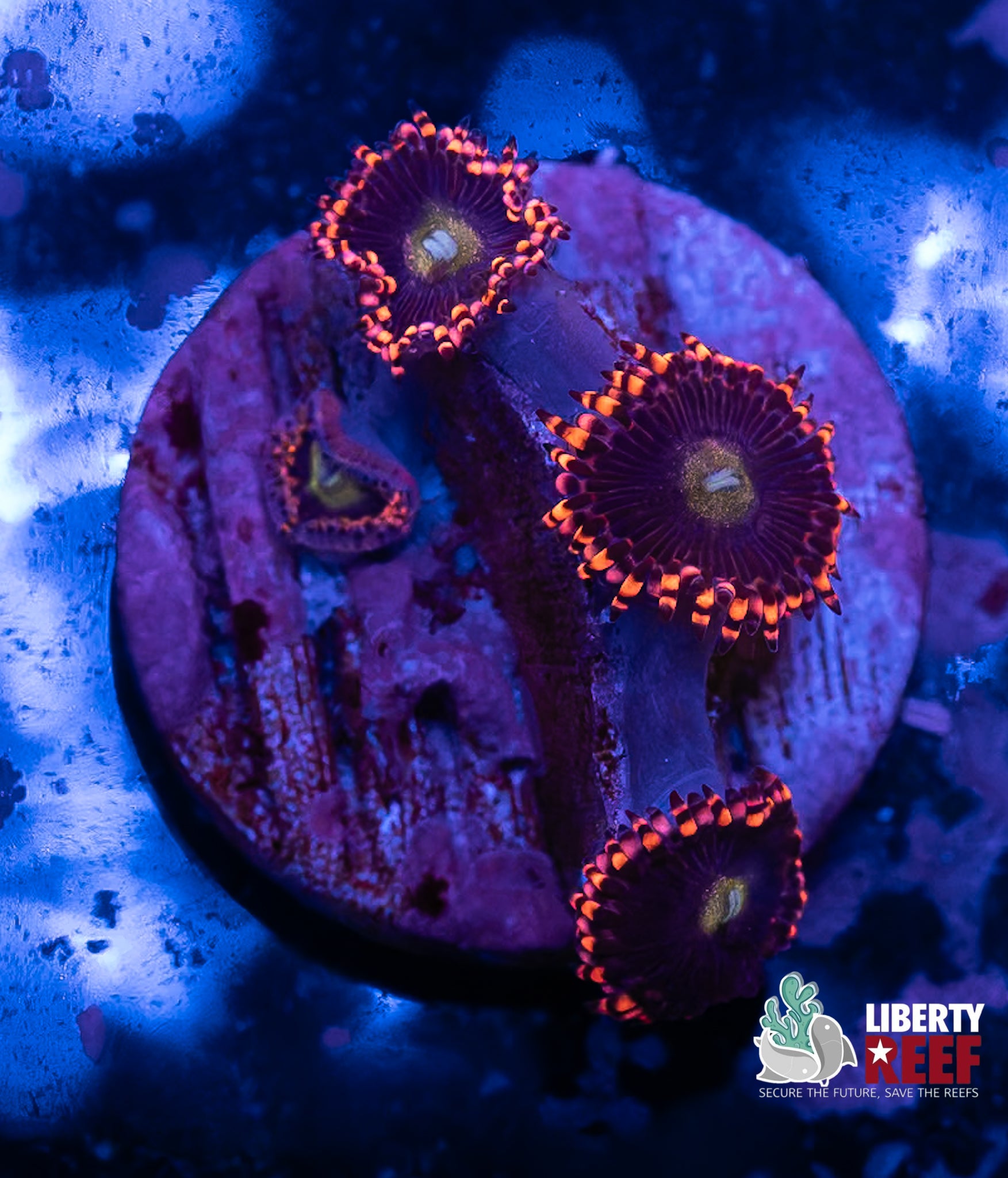 Pluto Passion Zoas