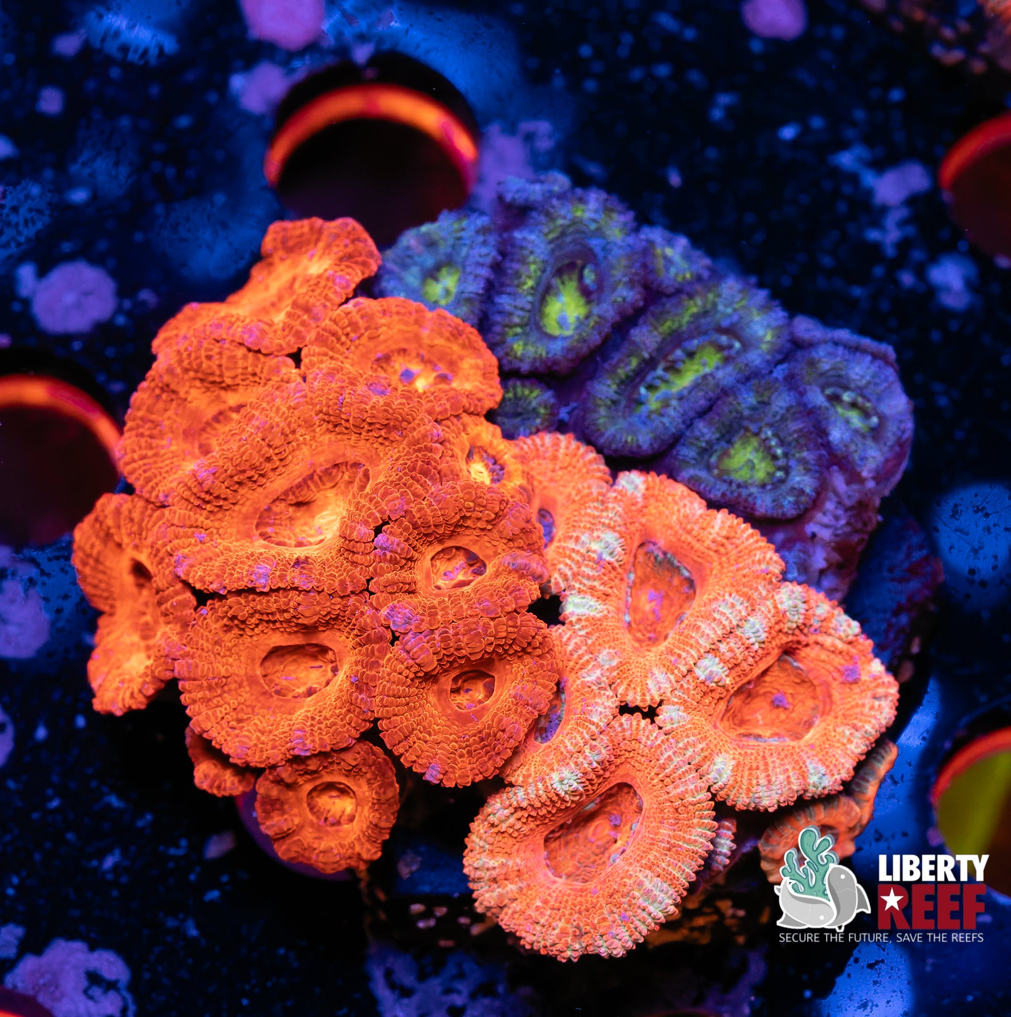 Ultra Acan Garden