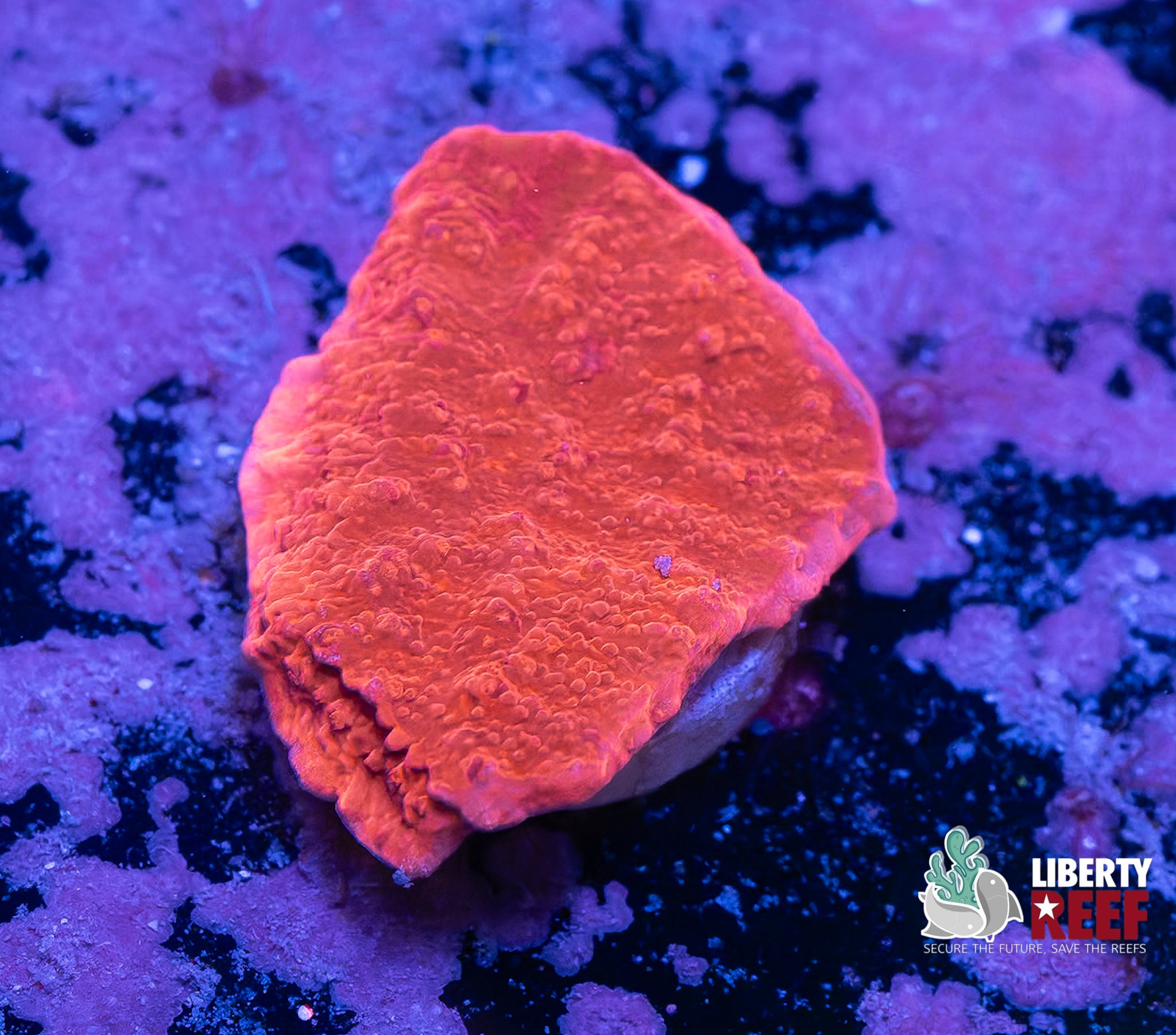 Burnt Orange Montiopora