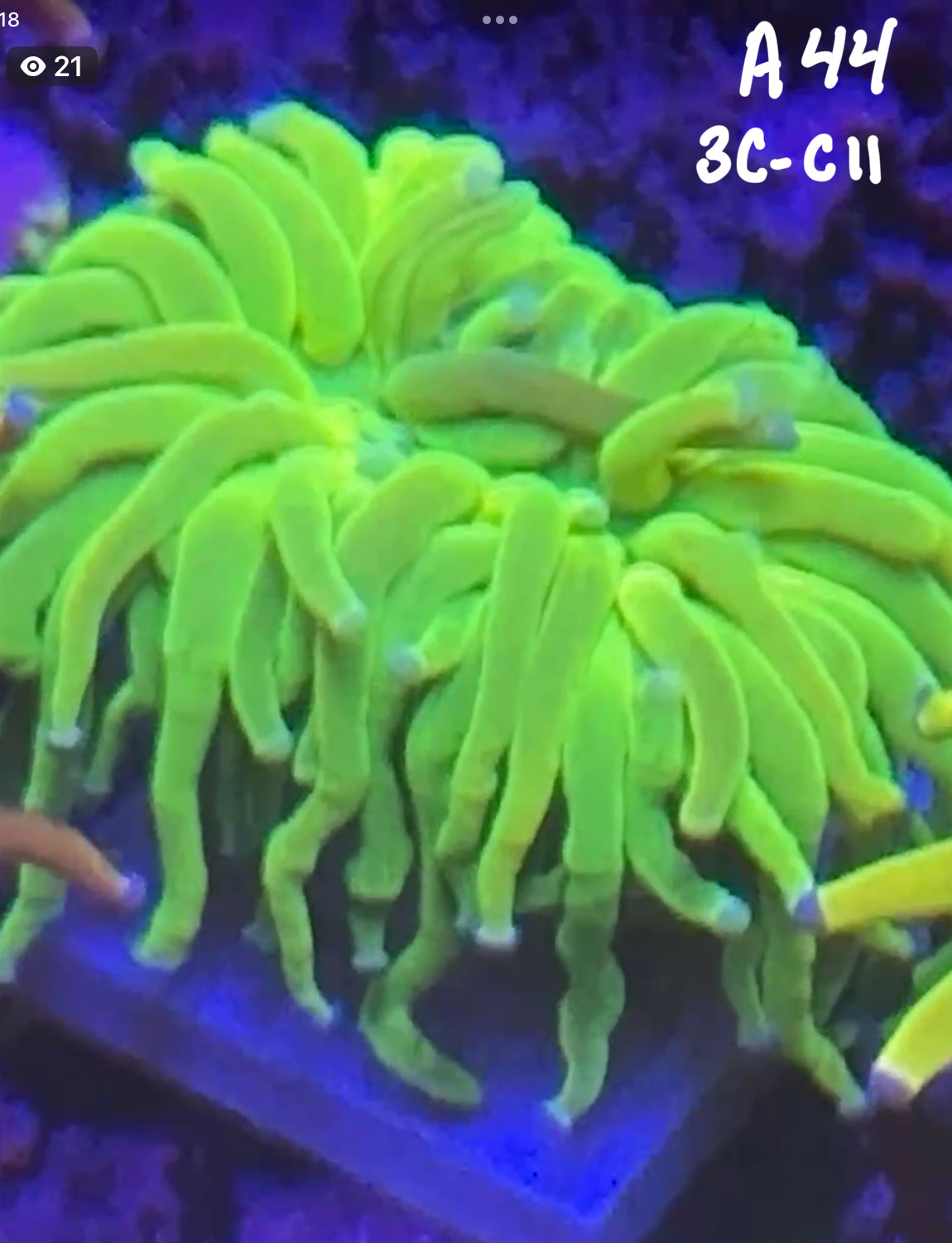 Karen Ritner 10/18 Facebook Live Auction