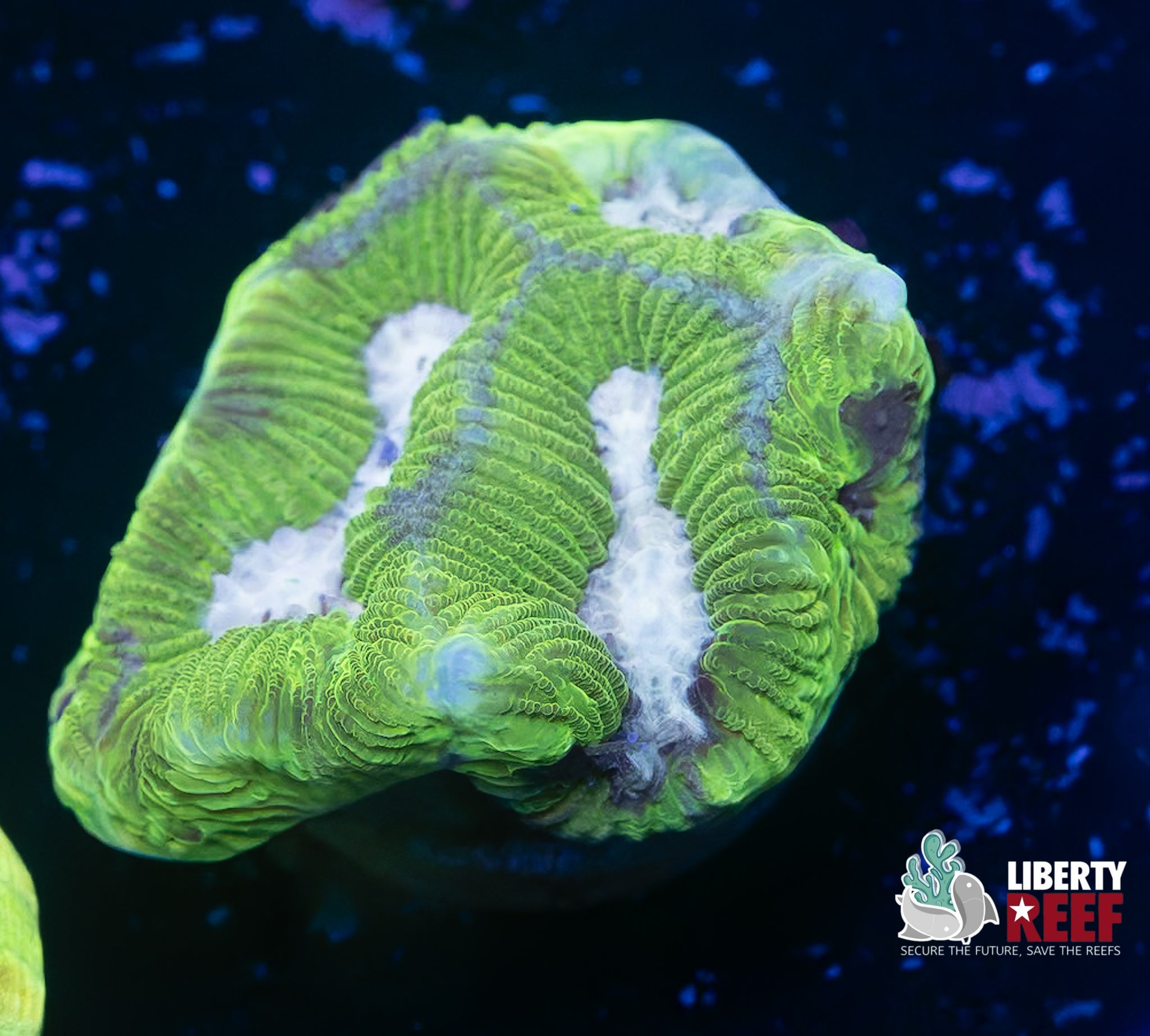 Platinum Dunes Maze Coral
