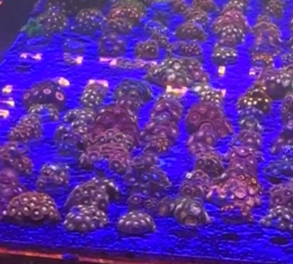 5 for $100 Zoas