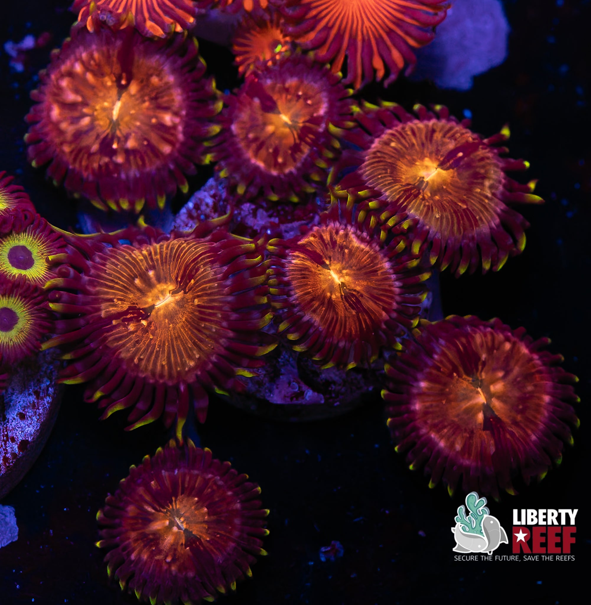 Nirvana Zoas
