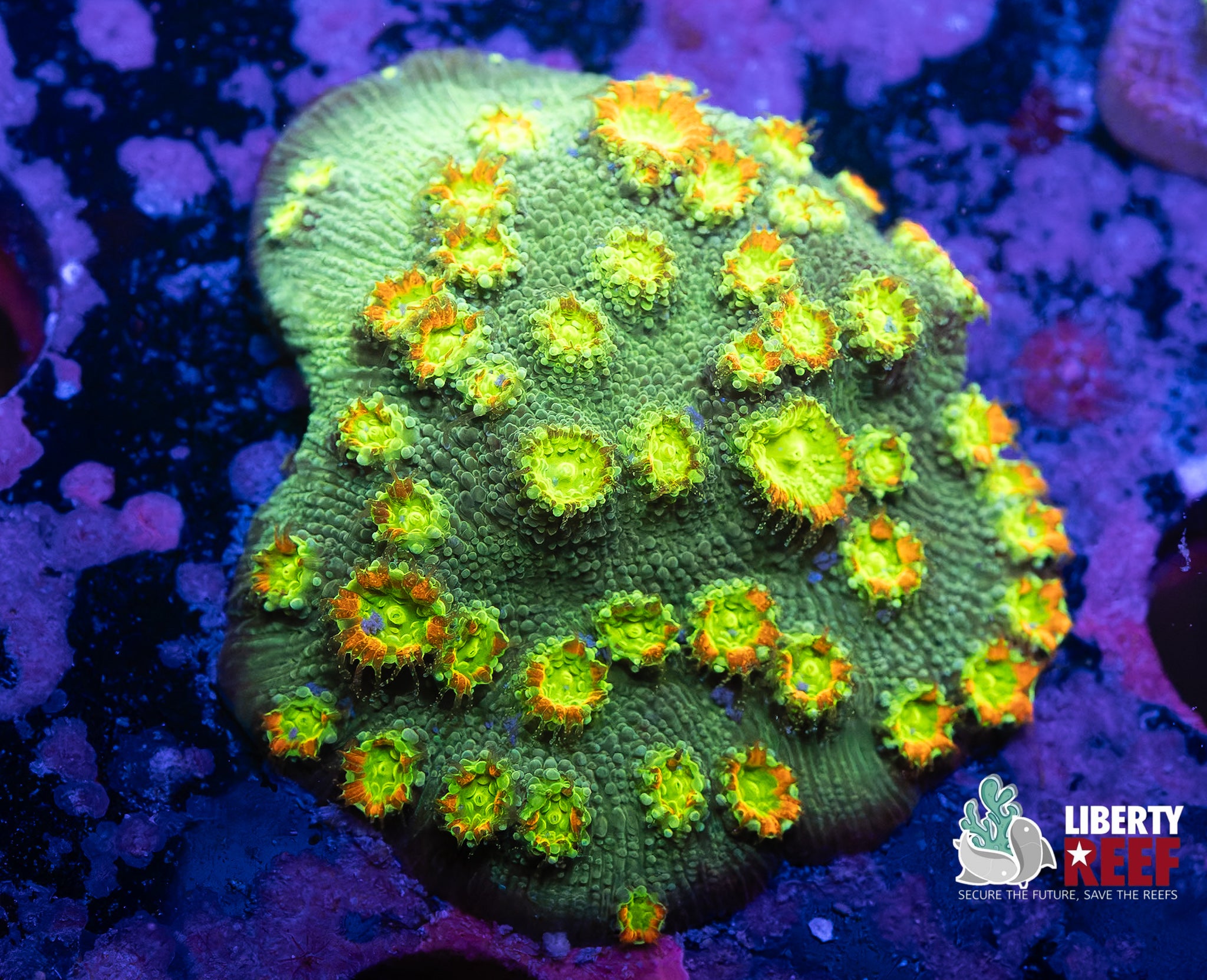 Green Goblin Cyphastrea