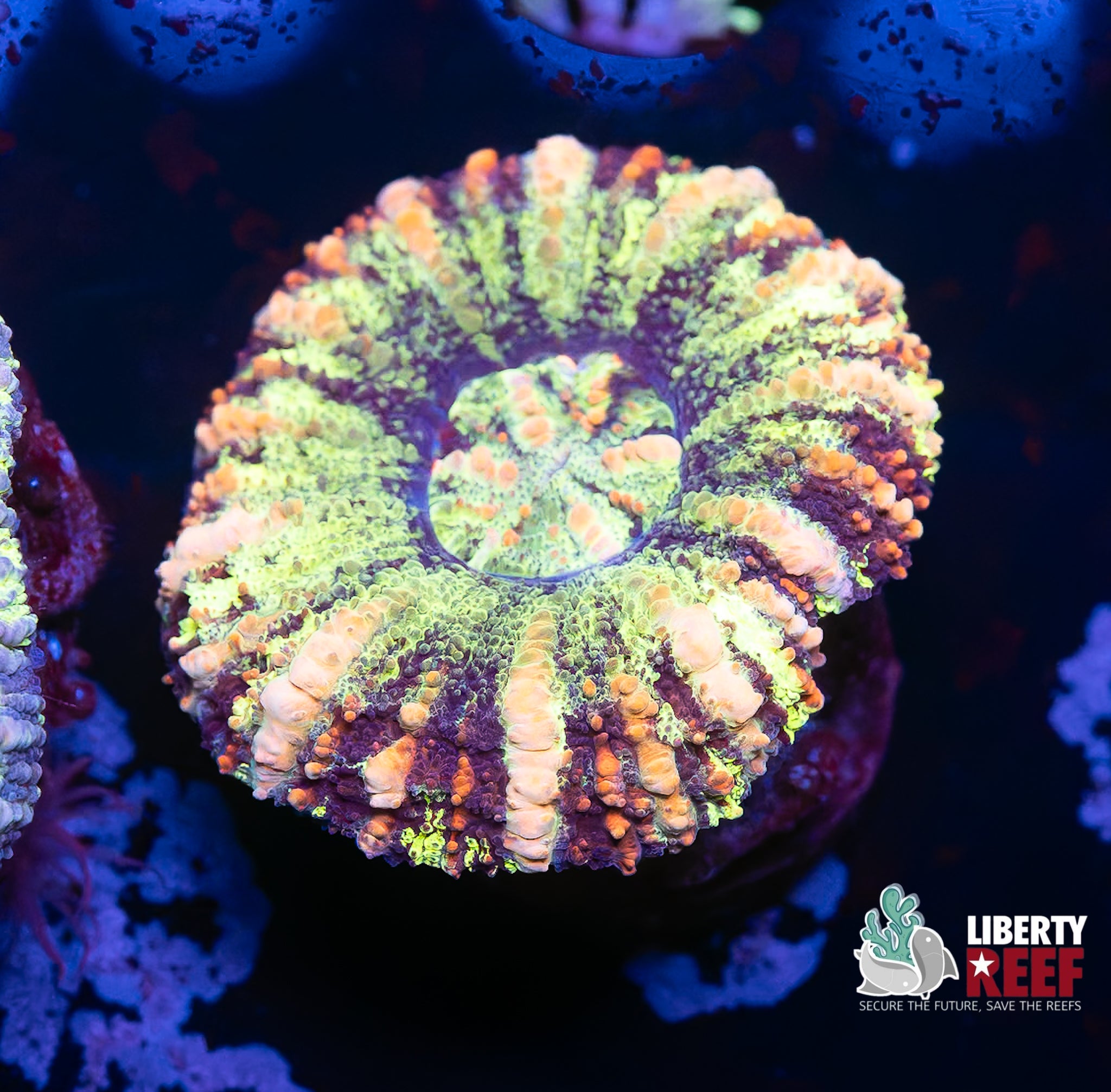 Croc Island Button Scoly