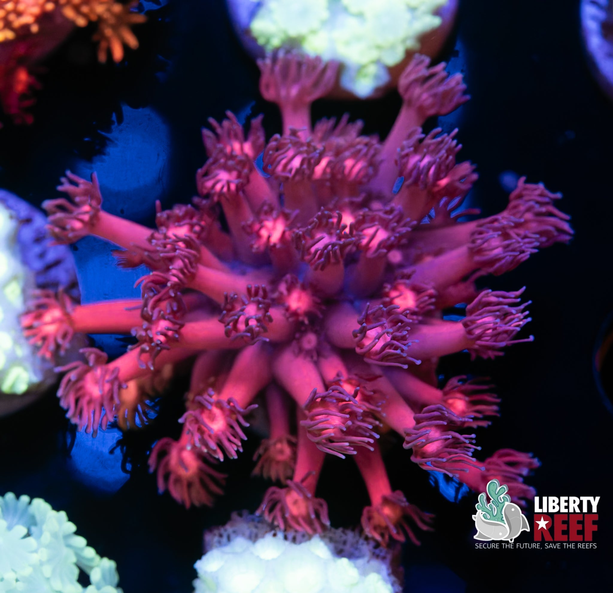 Ultra Rainbow Goniopora