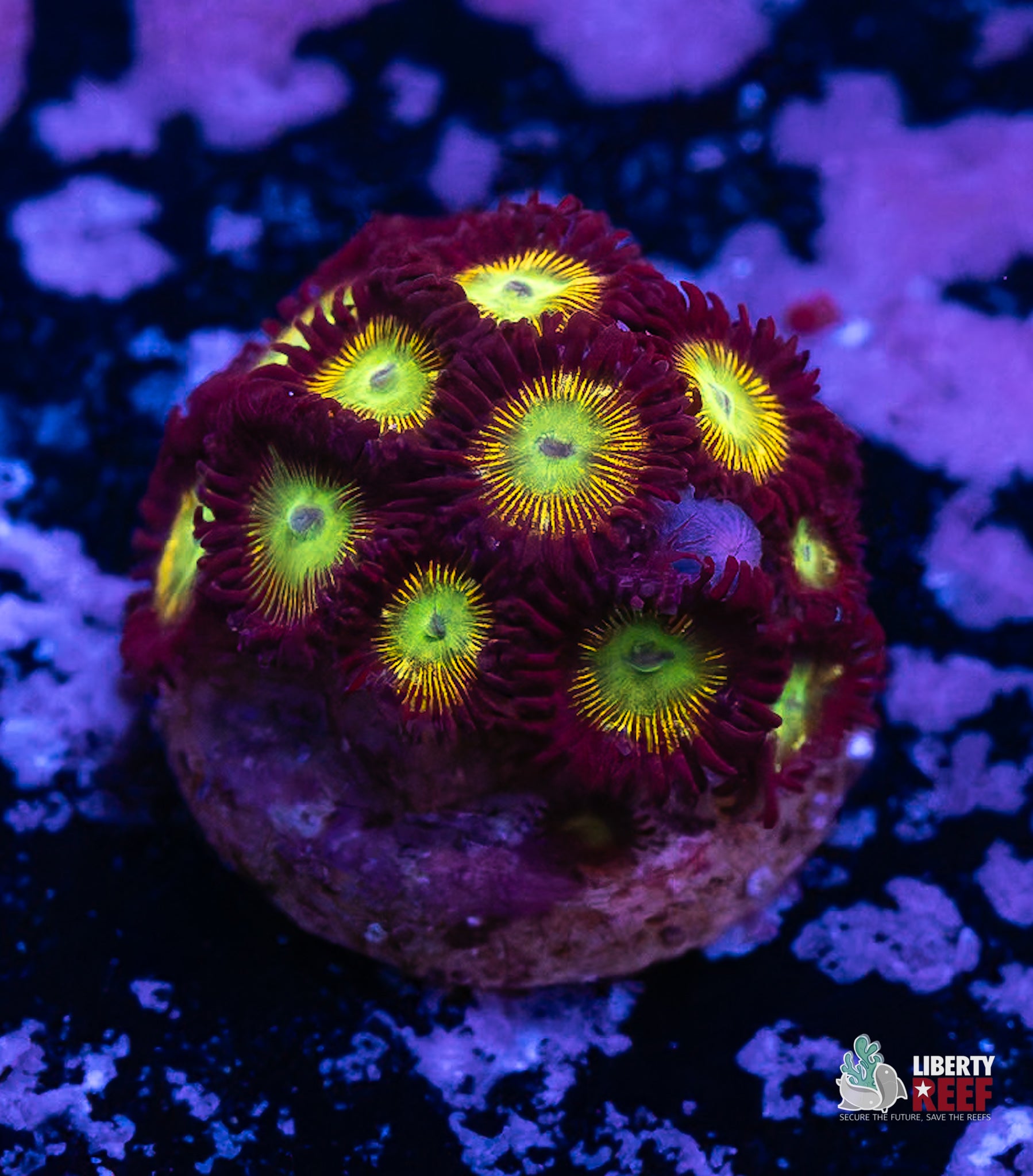 10/31 Online Auction