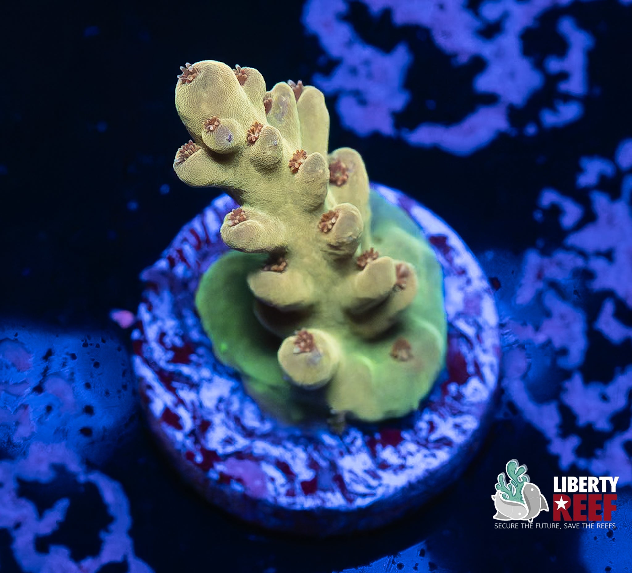 Green Goblin Smoothskin Acro