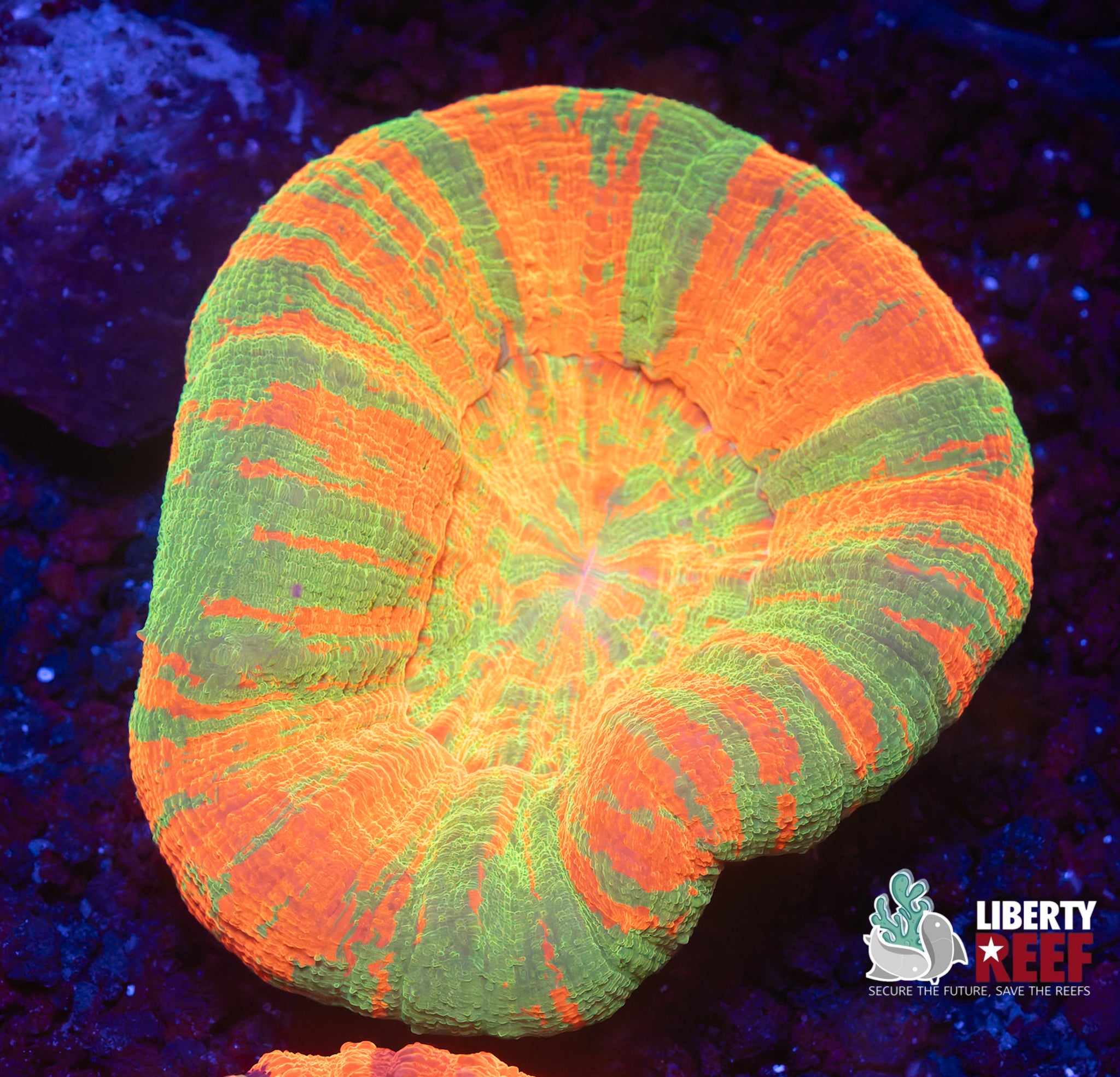 Insane Bleeding Apple Scoly
