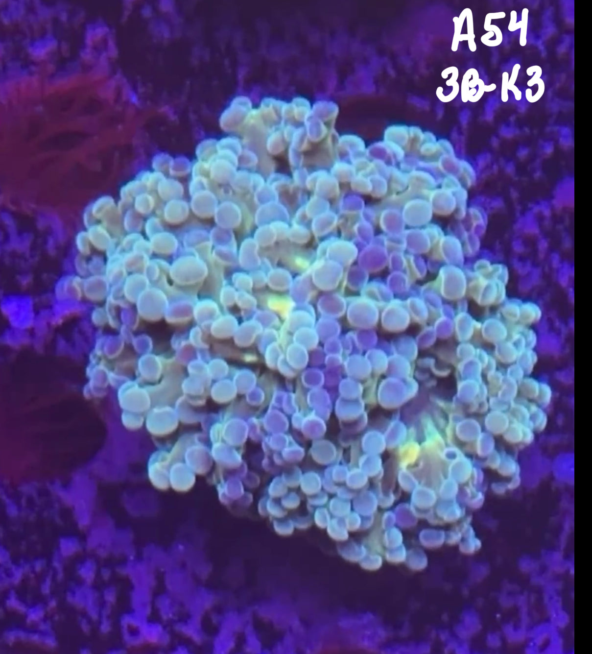 AJ Pagan10/18 Facebook LiveAuction