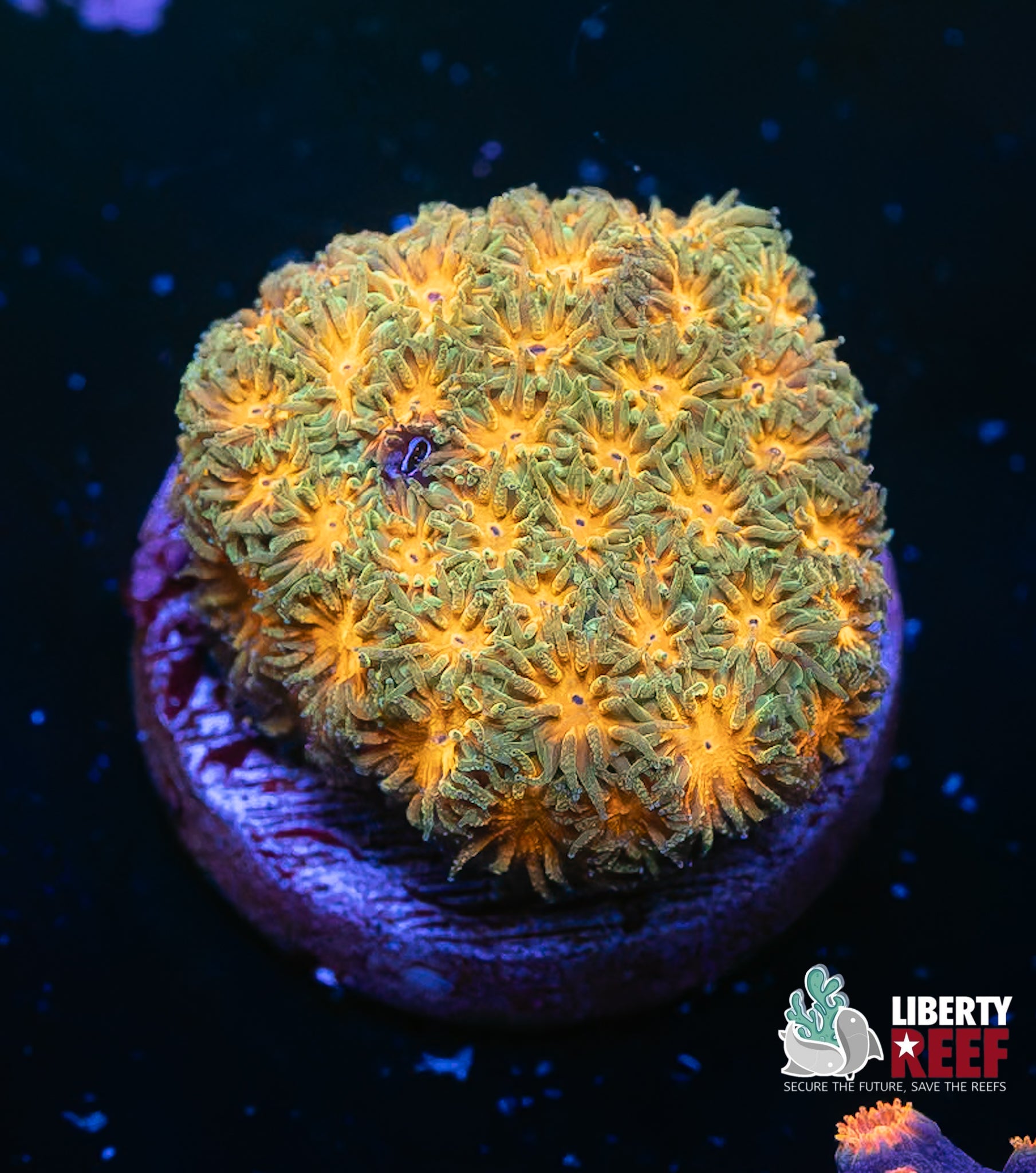 Fireball Leptastrea