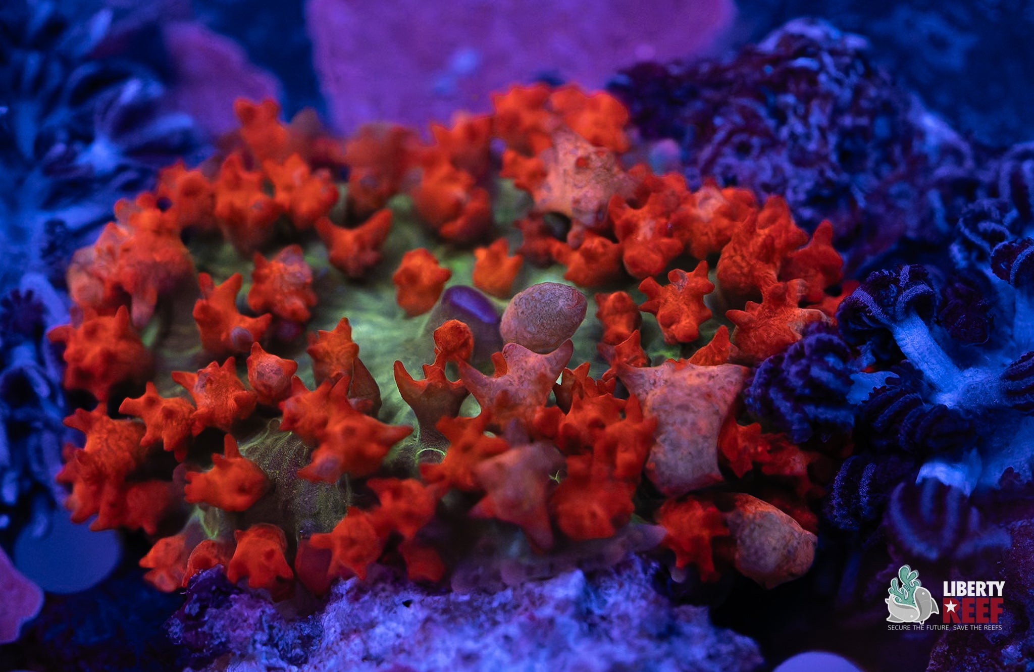 10/31 Online Auction