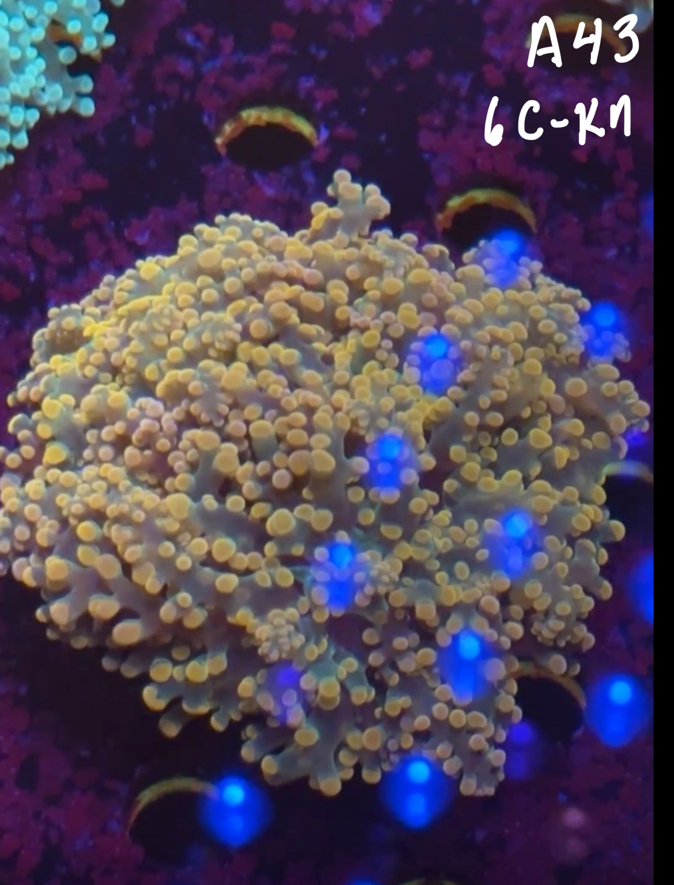 Kelsi Hohensee 10/25 Facebook Live Auction