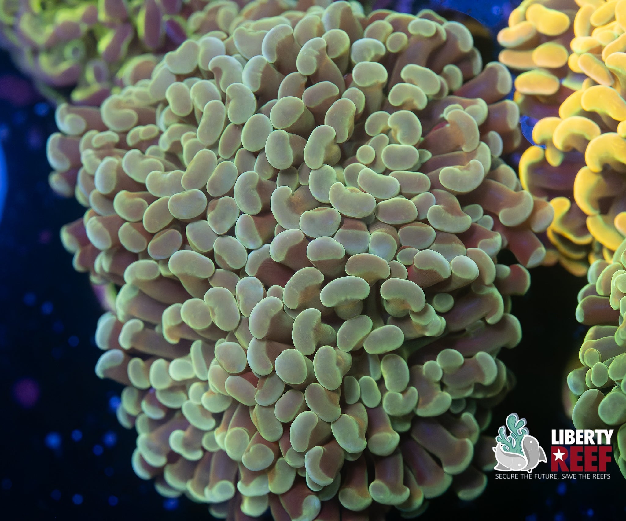 Quad Split Green Hammer