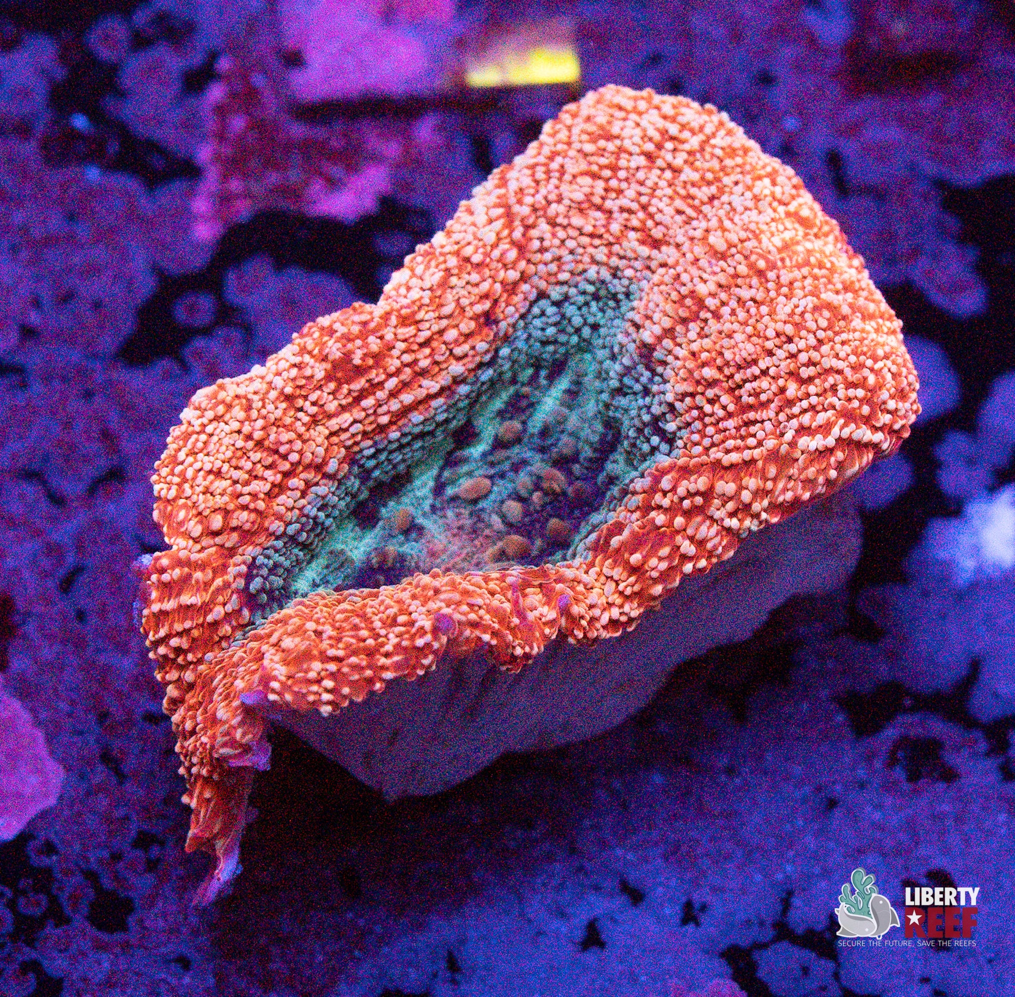 10/31 Online Auction