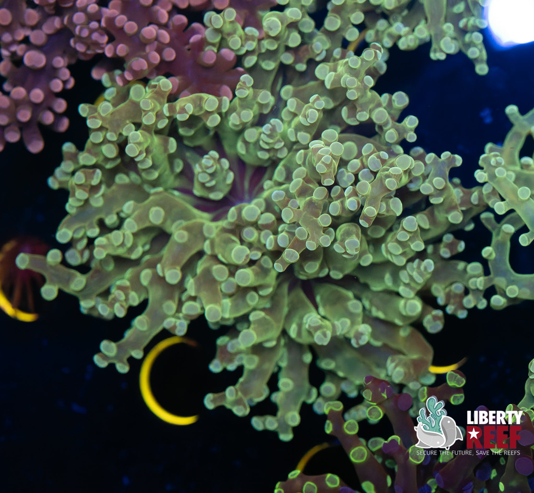 Green Frogspawn