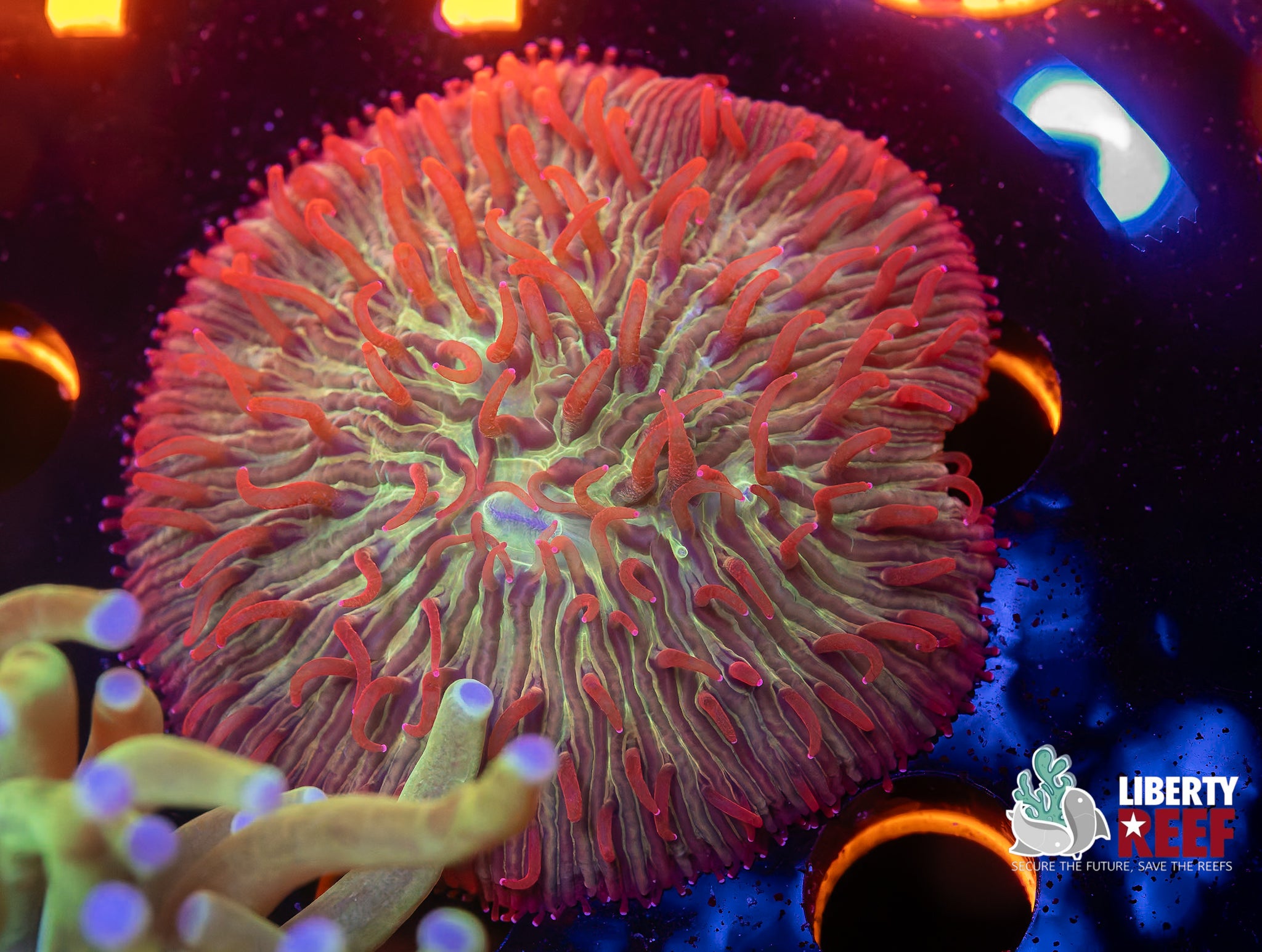 INSANE Scorched Earth Plate Coral