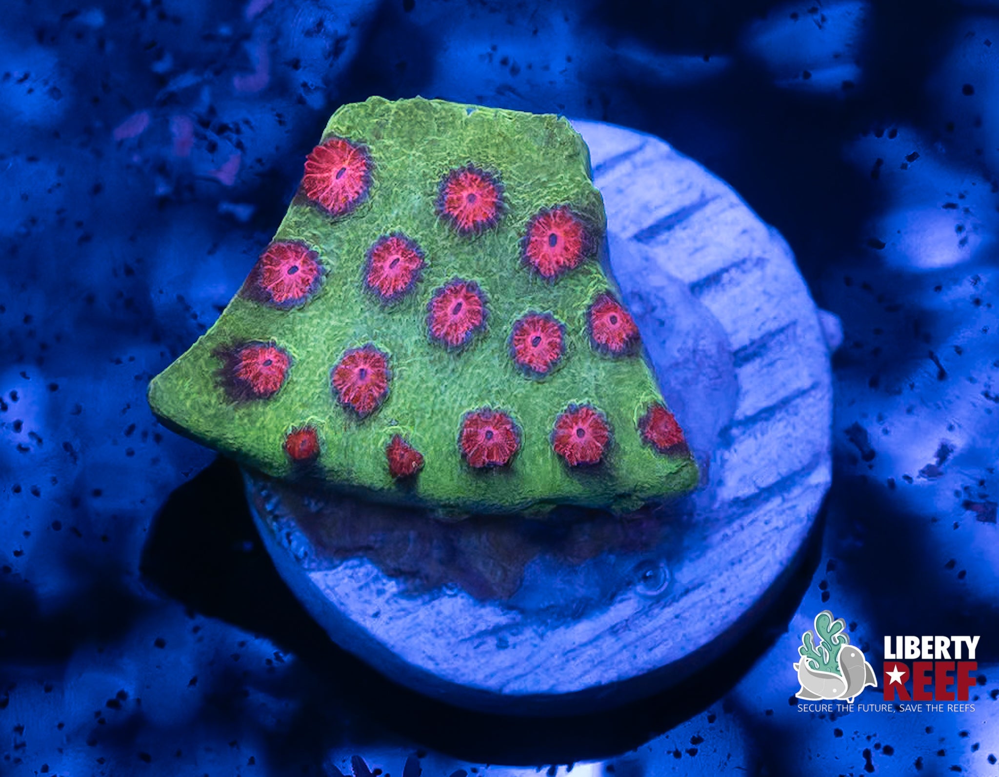 REPTAR Cyphastrea