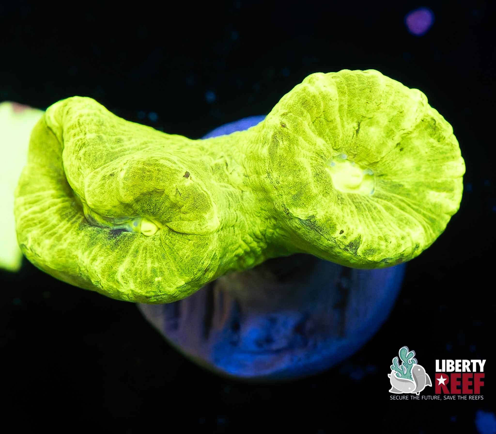 Double Kryptonite Candy Cane