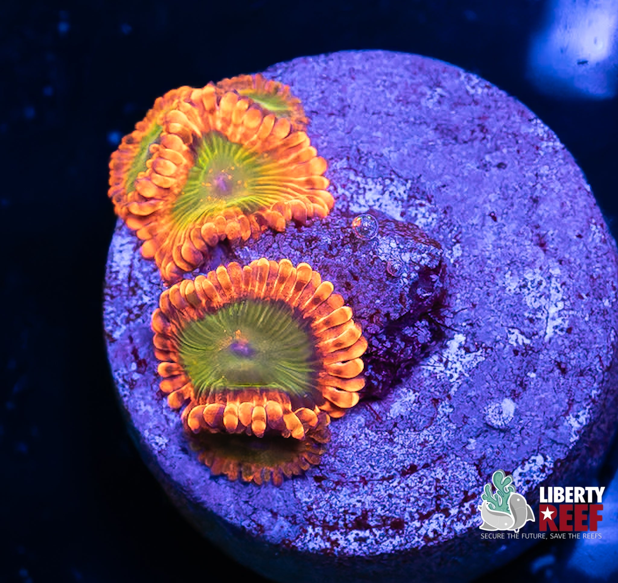 Electric Oompa Loompa Zoas